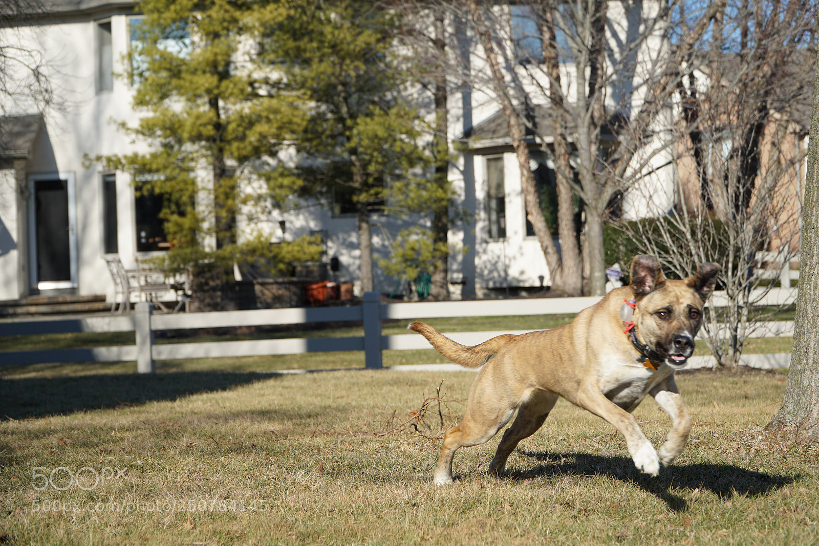 Sony a6000 sample photo. Pup in action photography
