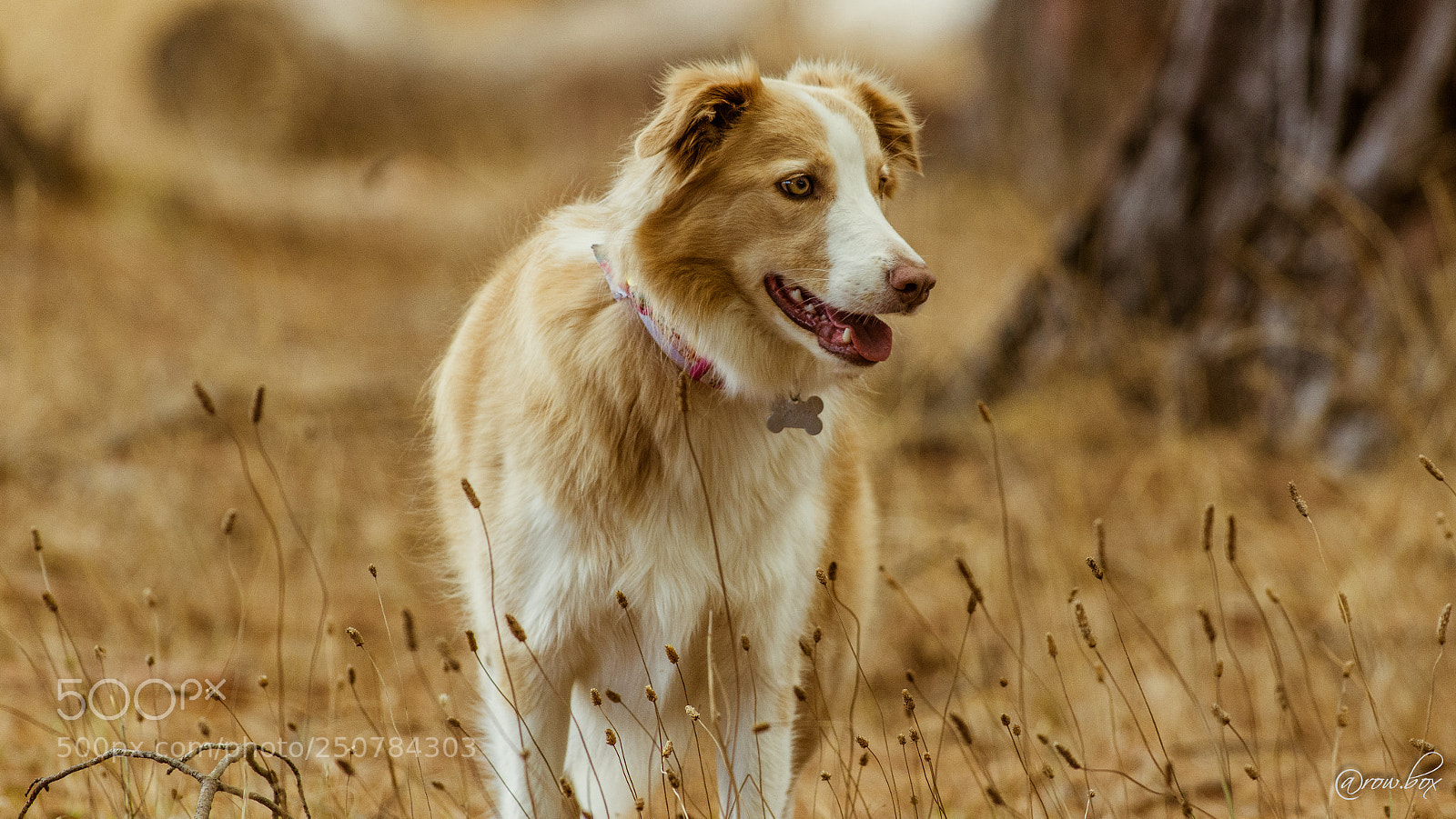 Pentax K-3 sample photo. Gold with gold photography