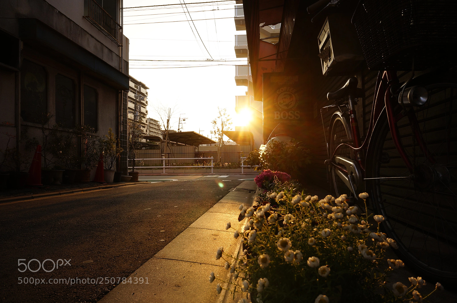 Sony Alpha NEX-5T sample photo. The morning sun photography