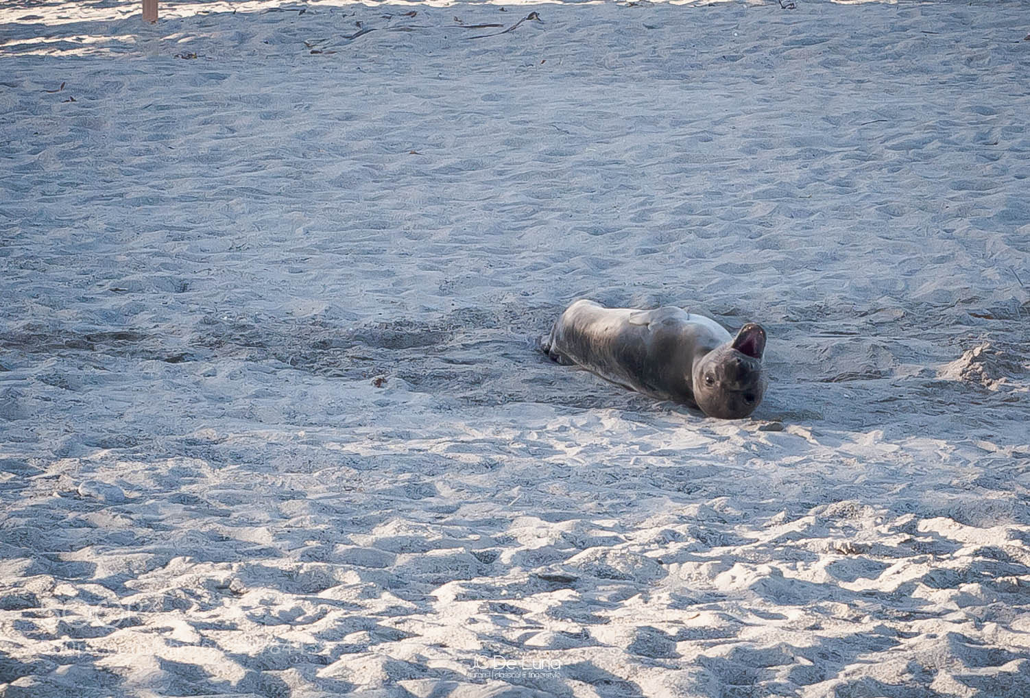 Canon EOS 5D Mark II sample photo. Northern elephant seal pup photography