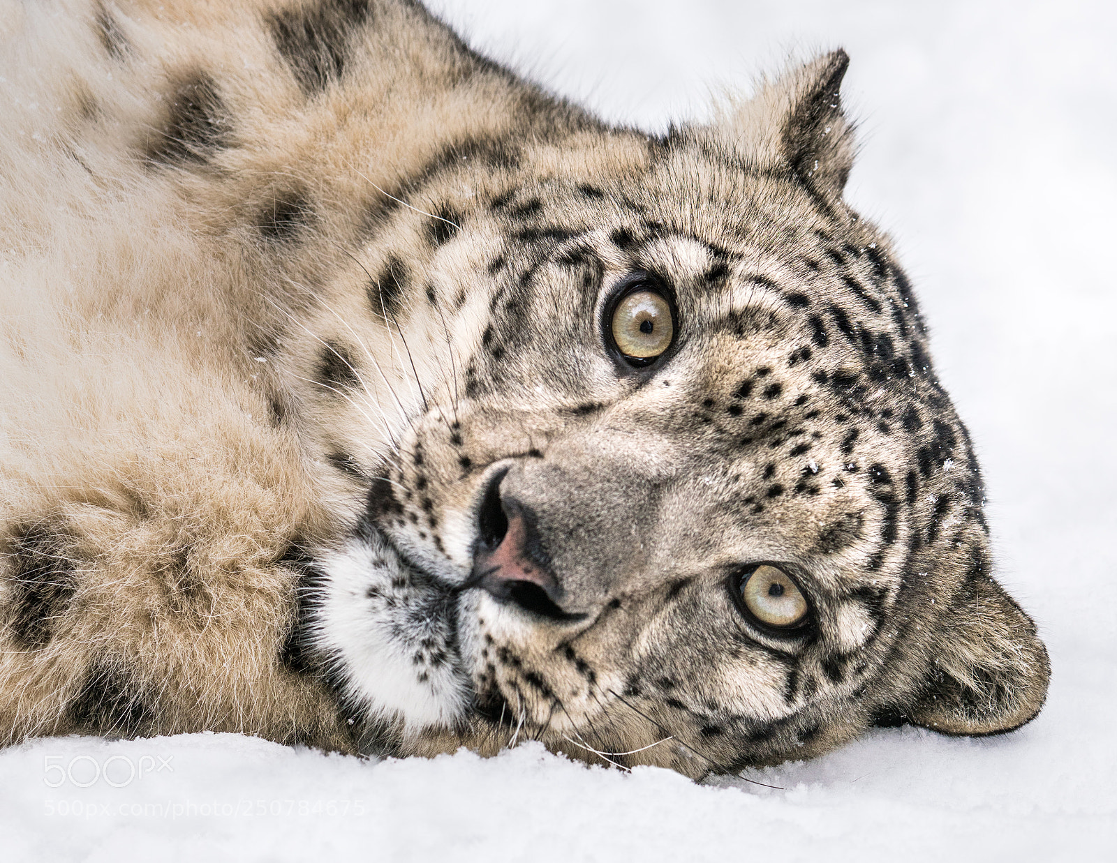 Sony a7R III sample photo. Playful snow leopard vii photography