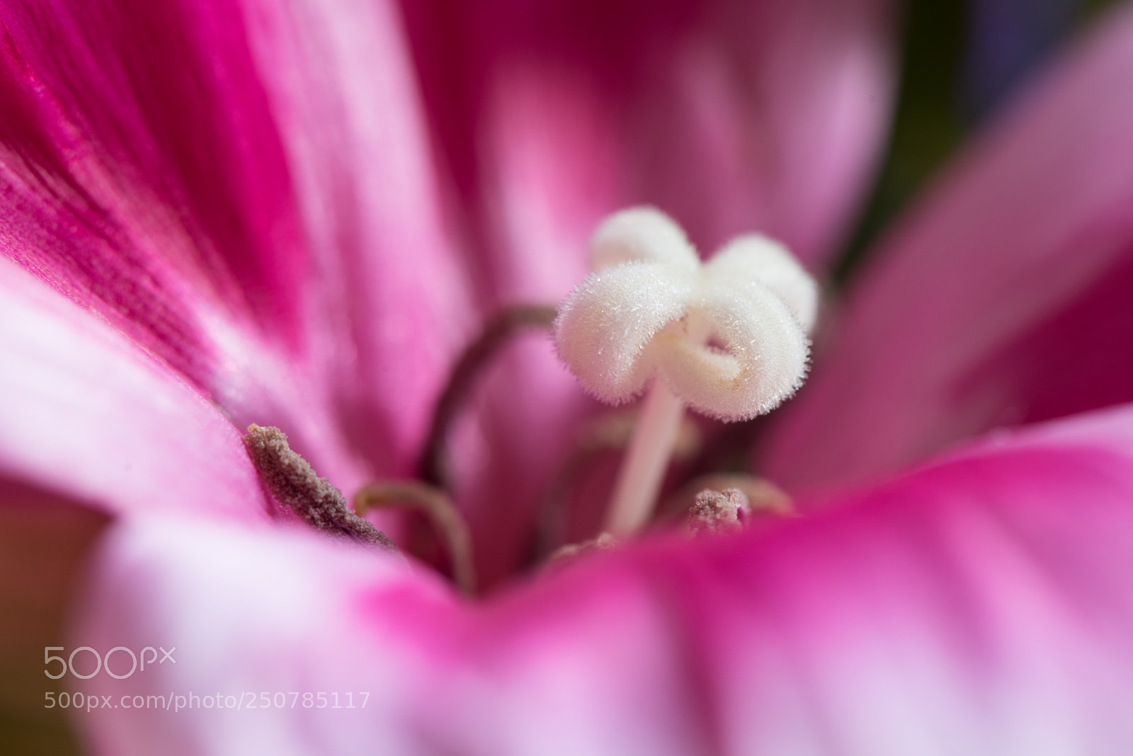Nikon D810 sample photo. First flower pic of photography