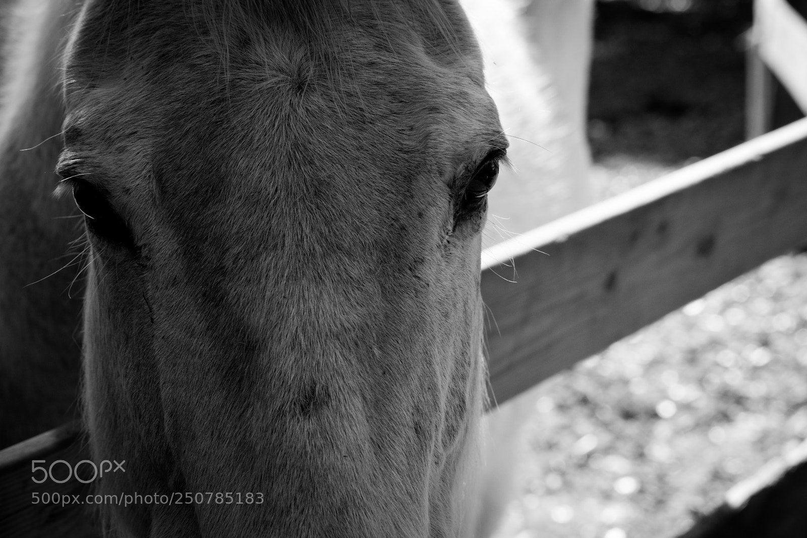 Nikon D3300 sample photo. Kali shikon, shpirti q photography