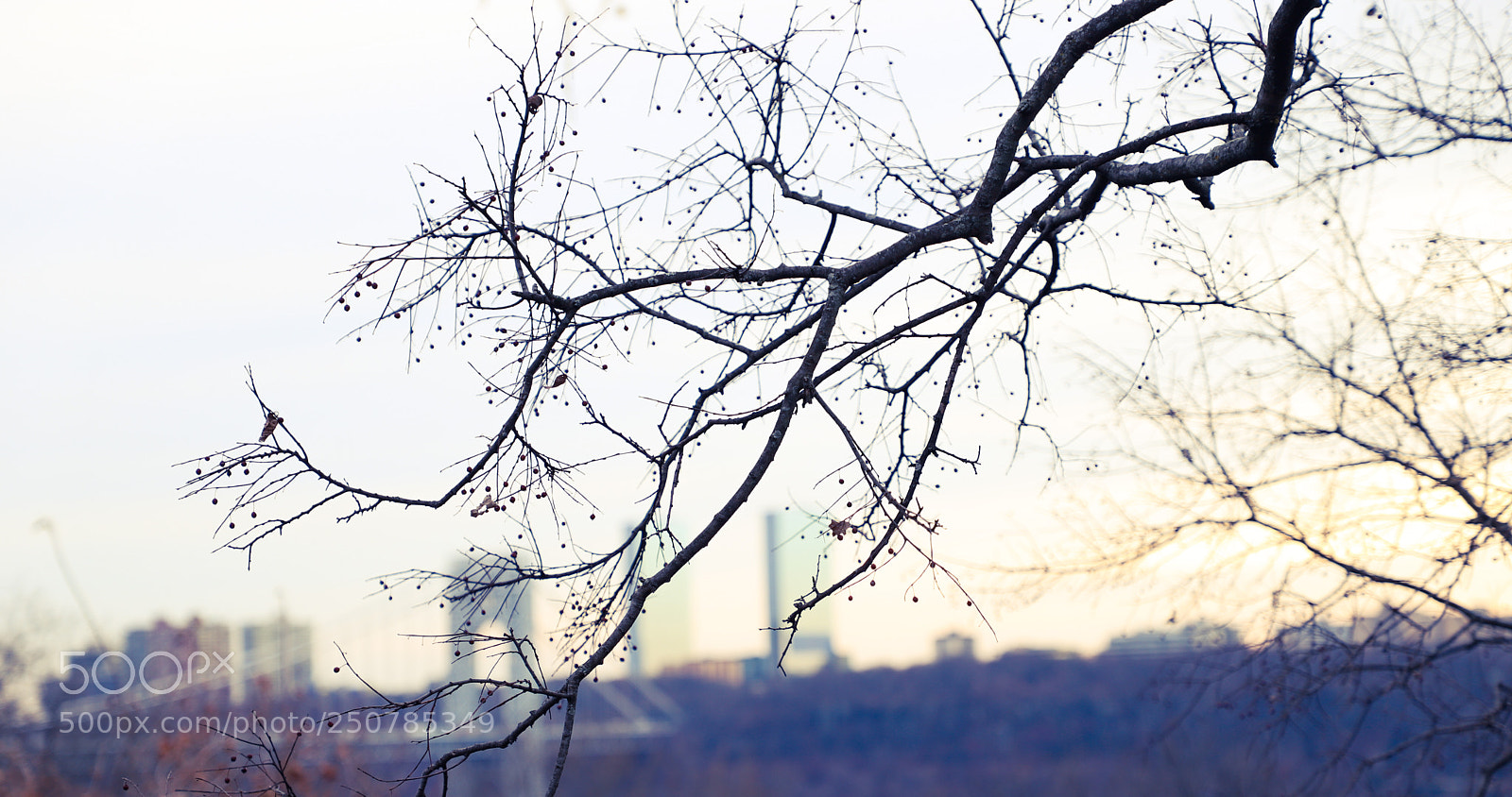Canon EOS 6D Mark II sample photo. Img photography