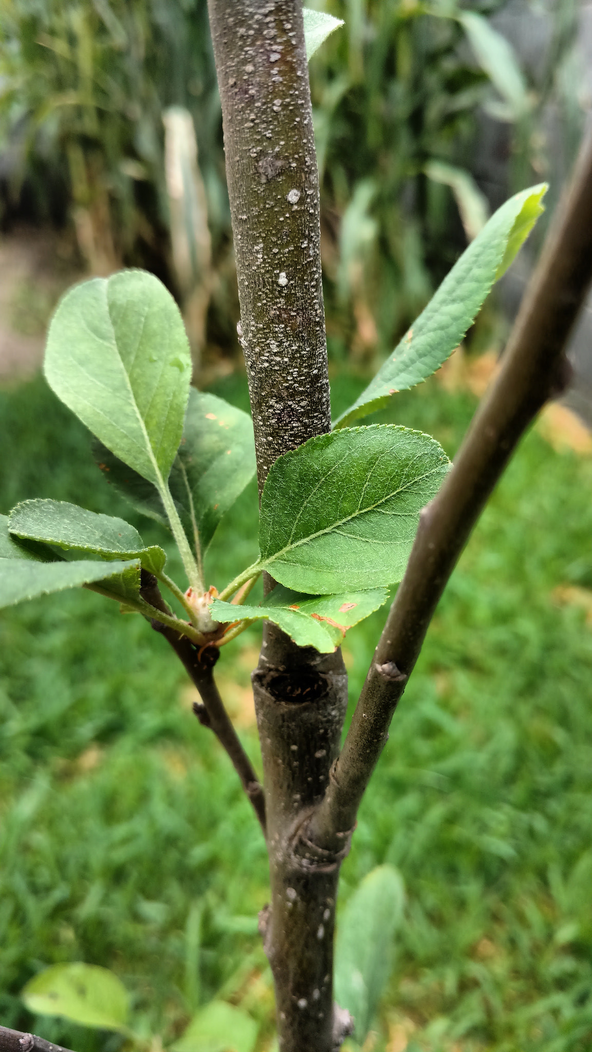 Motorola XT1563 sample photo