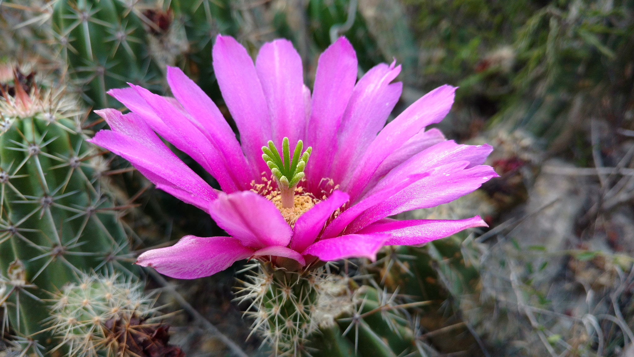 Motorola XT1563 sample photo