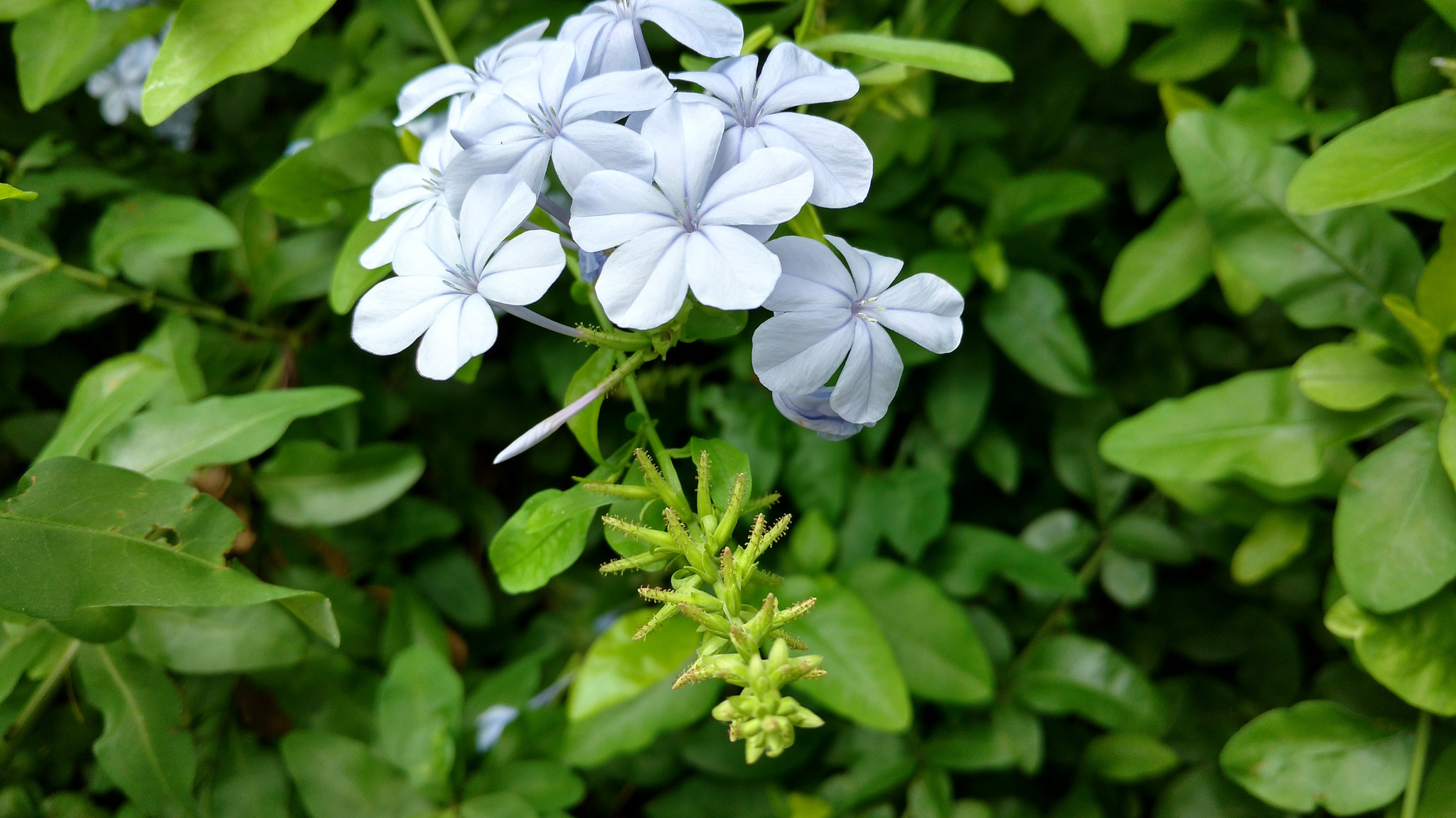 Motorola XT1563 sample photo