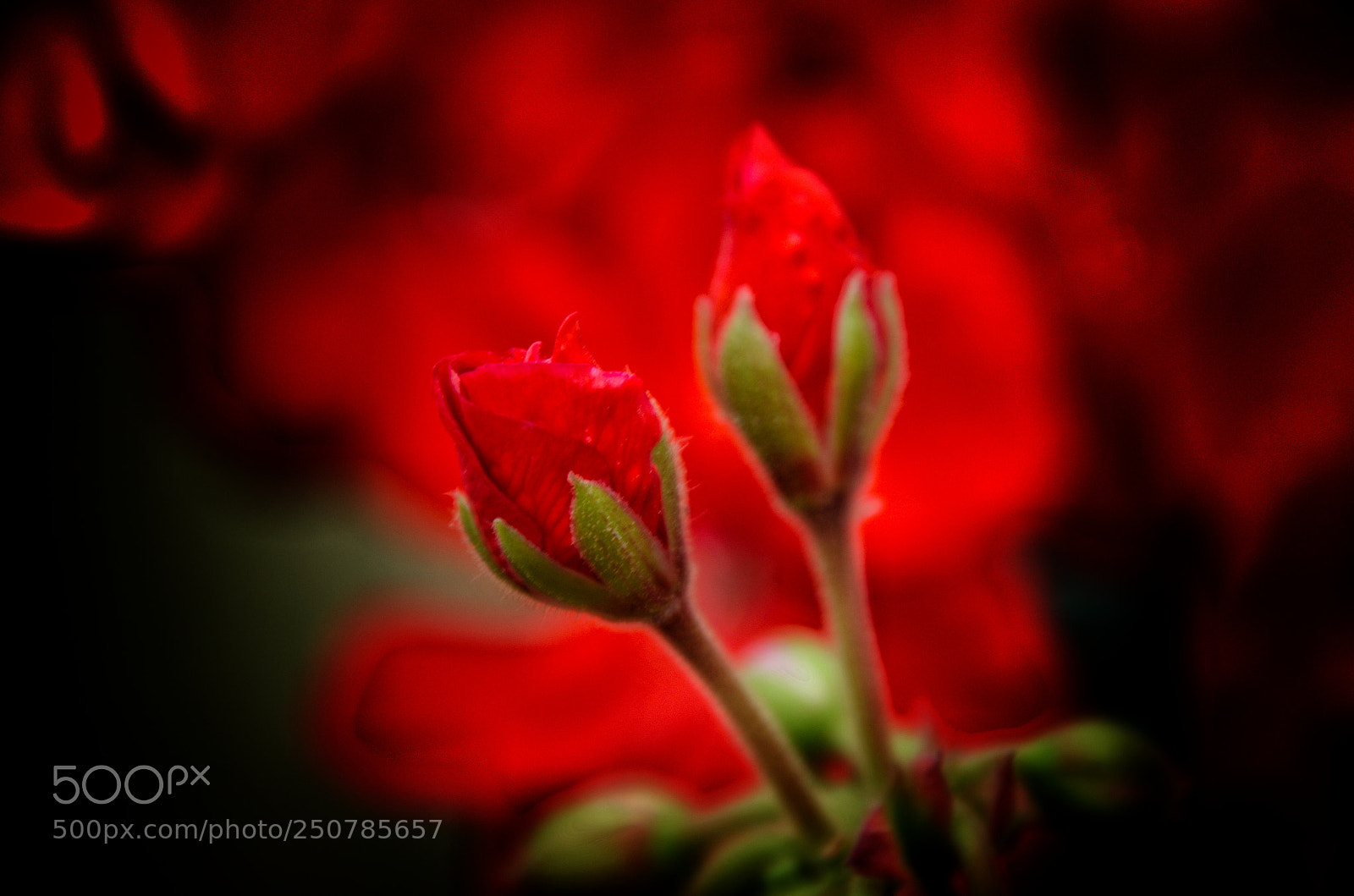 Nikon D5100 sample photo. Lively red photography