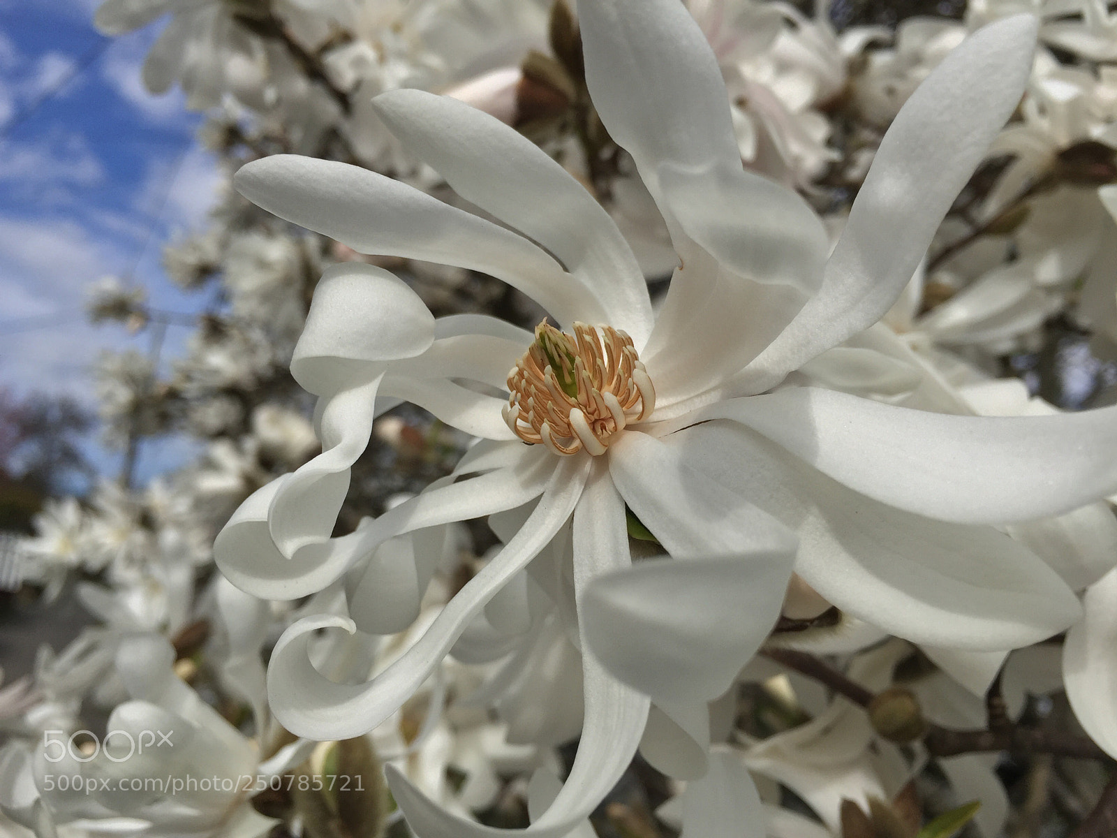 Apple iPhone 6 sample photo. Magnolia tree photography