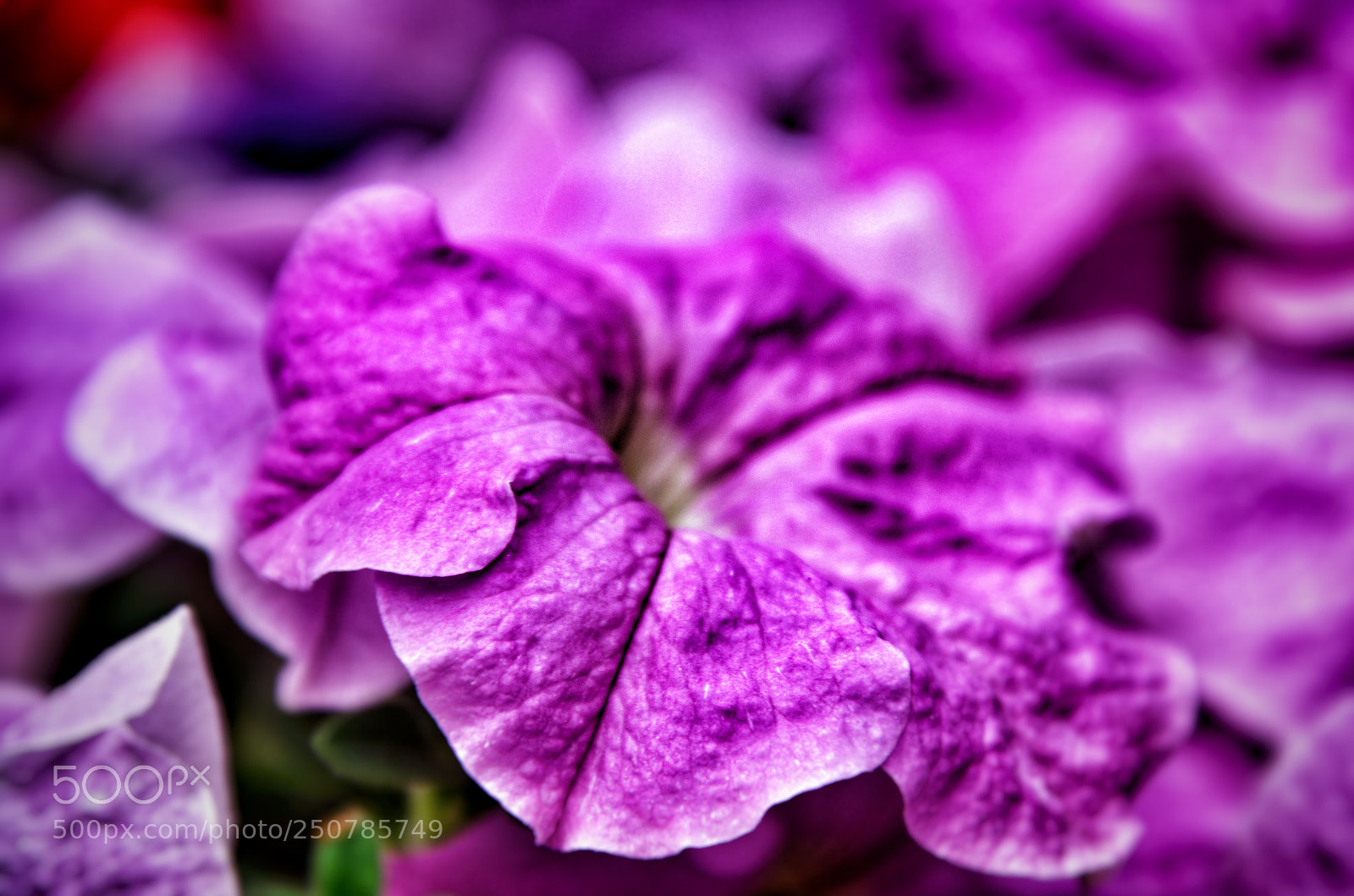 Nikon D5100 sample photo. Purple love photography