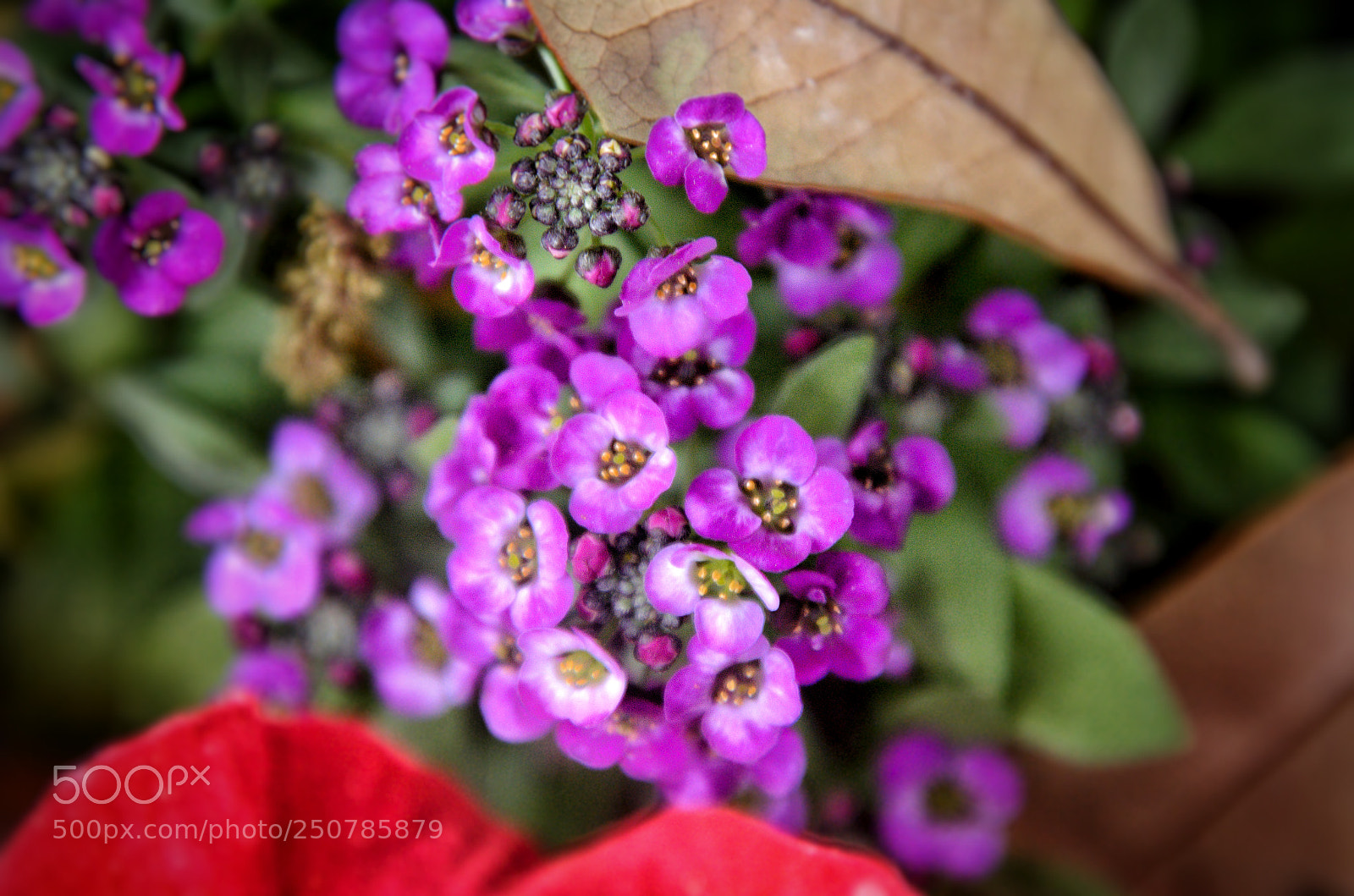 Nikon D5100 sample photo. Purple love 2 photography