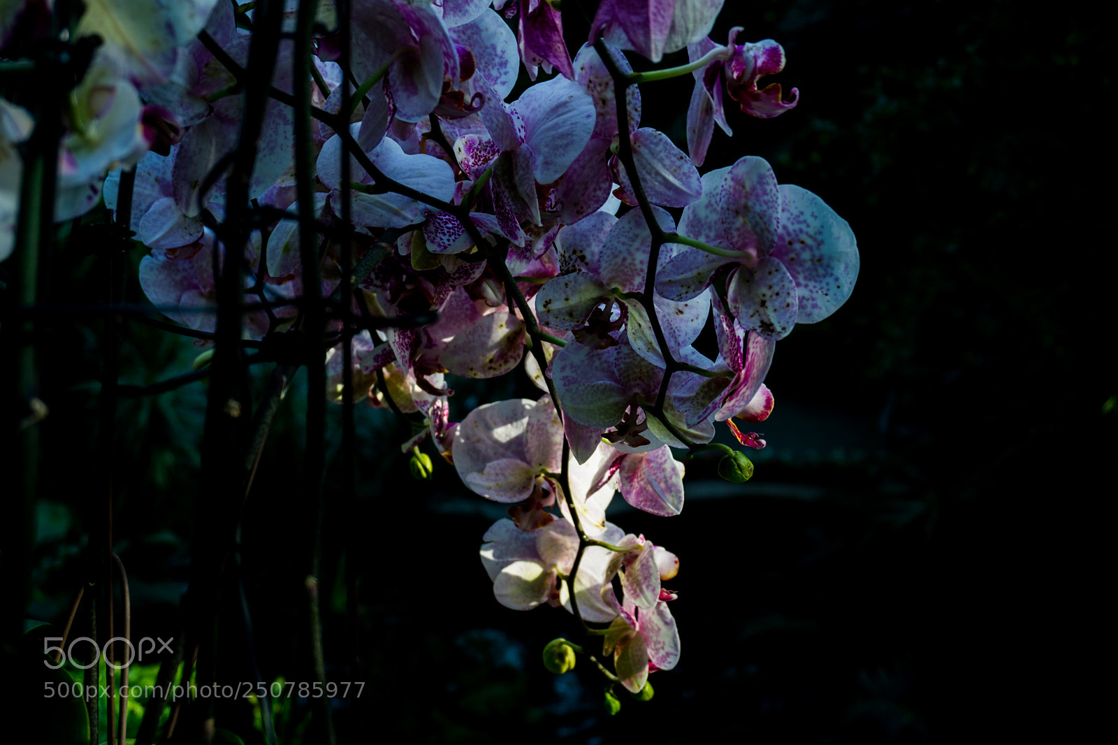 Sony a6000 sample photo. A flower in the photography
