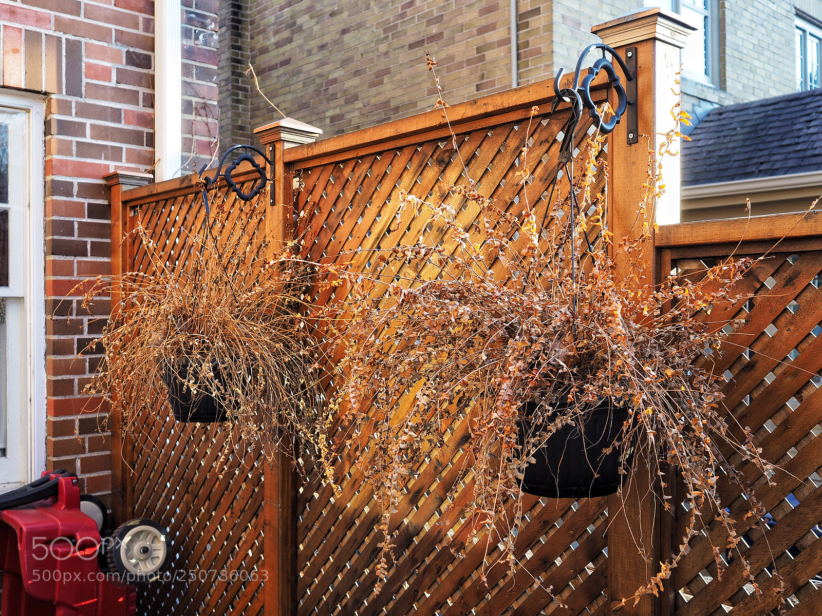 Olympus OM-D E-M10 II sample photo. Taken in my garden photography