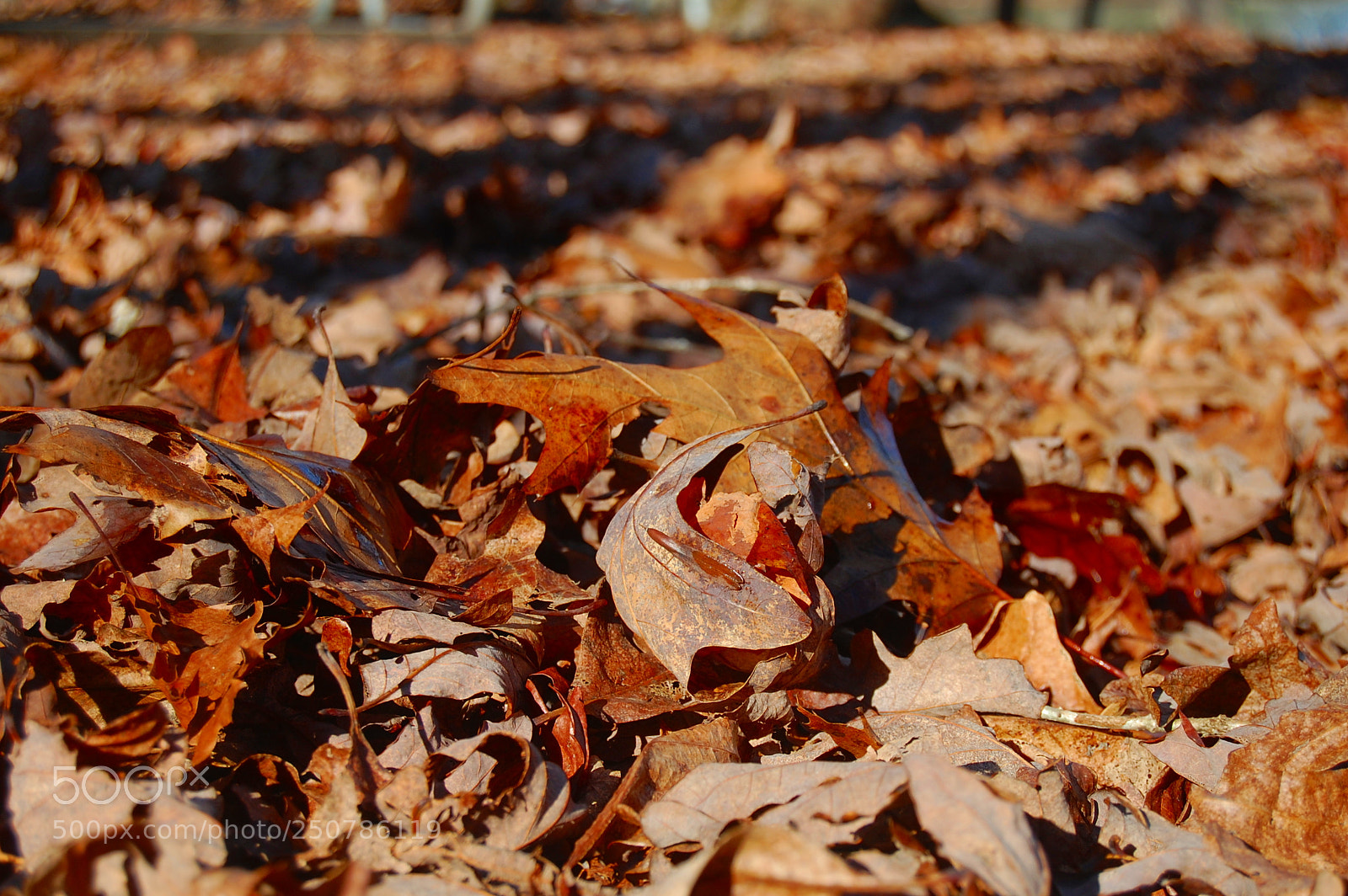 Nikon D40 sample photo. After the fall photography