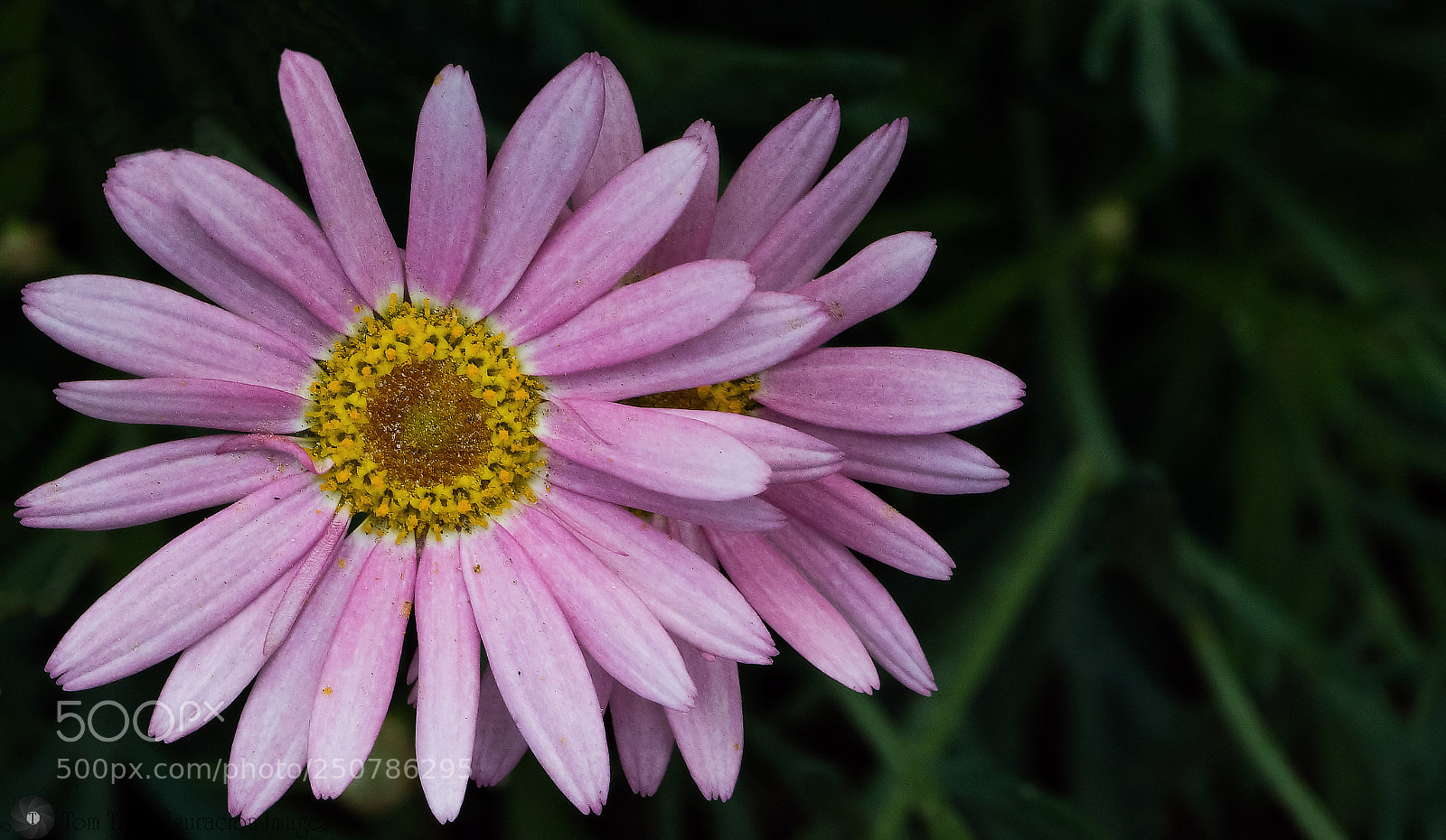 Nikon D500 sample photo. Wildflowers photography