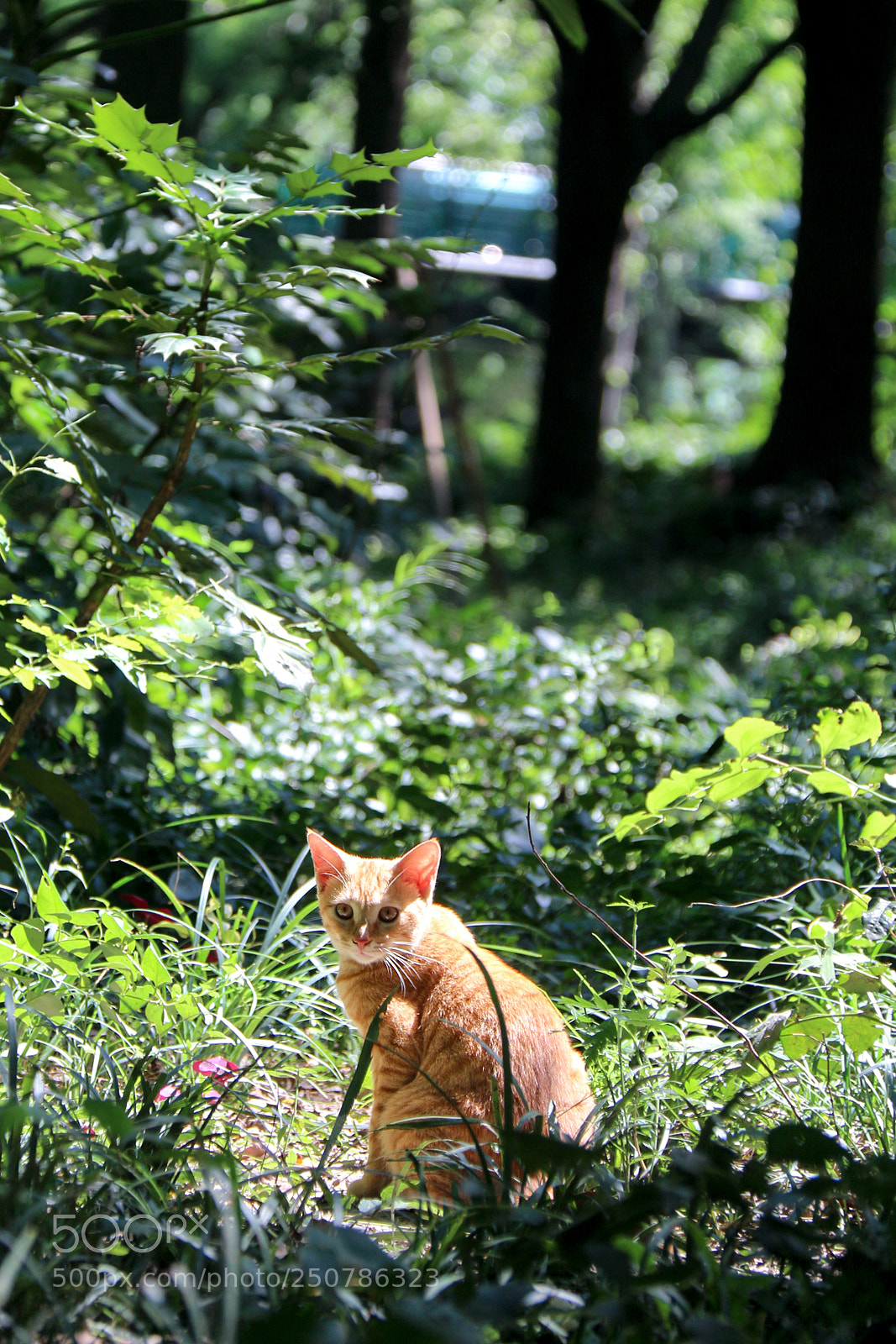 Canon EOS 700D (EOS Rebel T5i / EOS Kiss X7i) sample photo. Cat photography
