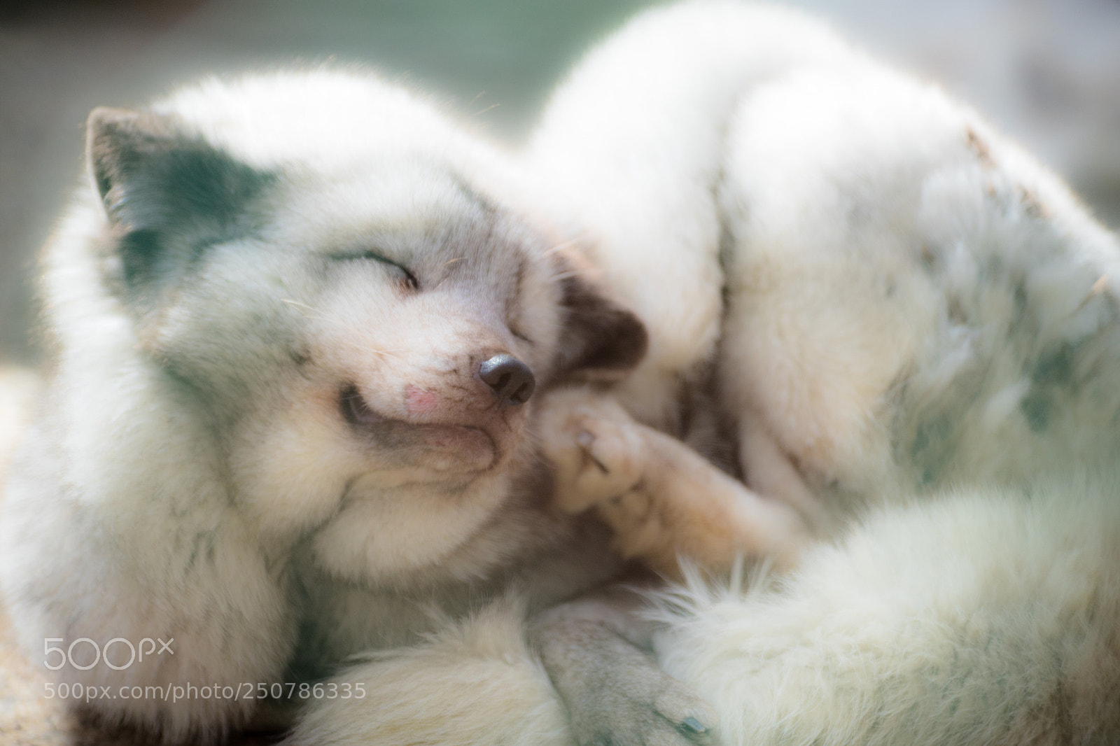 Canon EOS 6D Mark II sample photo. Sleepy. photography