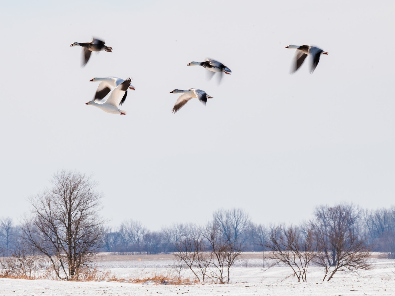 Nikon D850 sample photo. Snowy day photography