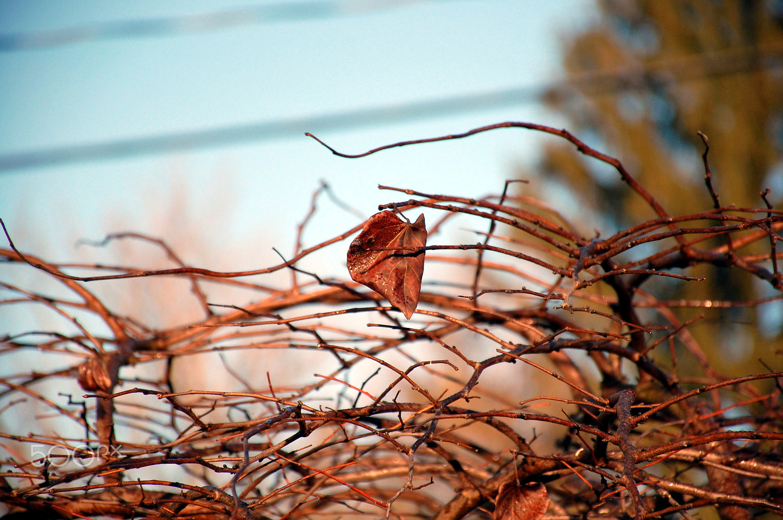 Nikon D40 sample photo. The last leaf photography