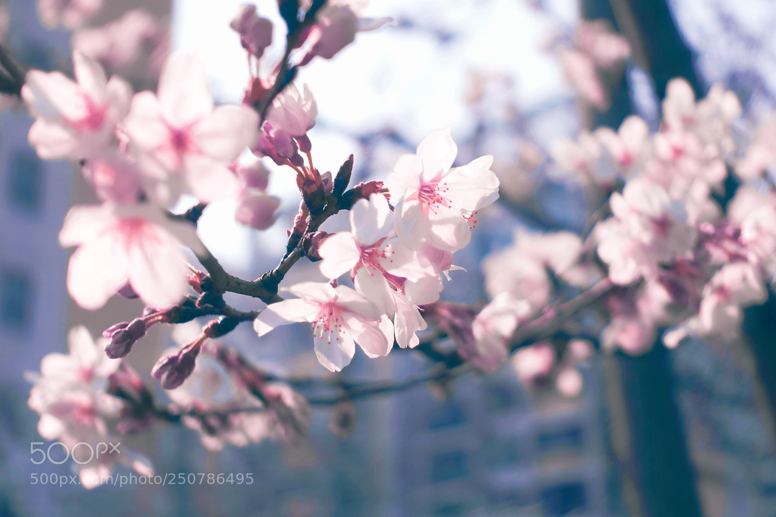 Sony Cyber-shot DSC-RX100 III sample photo. Sakura photography