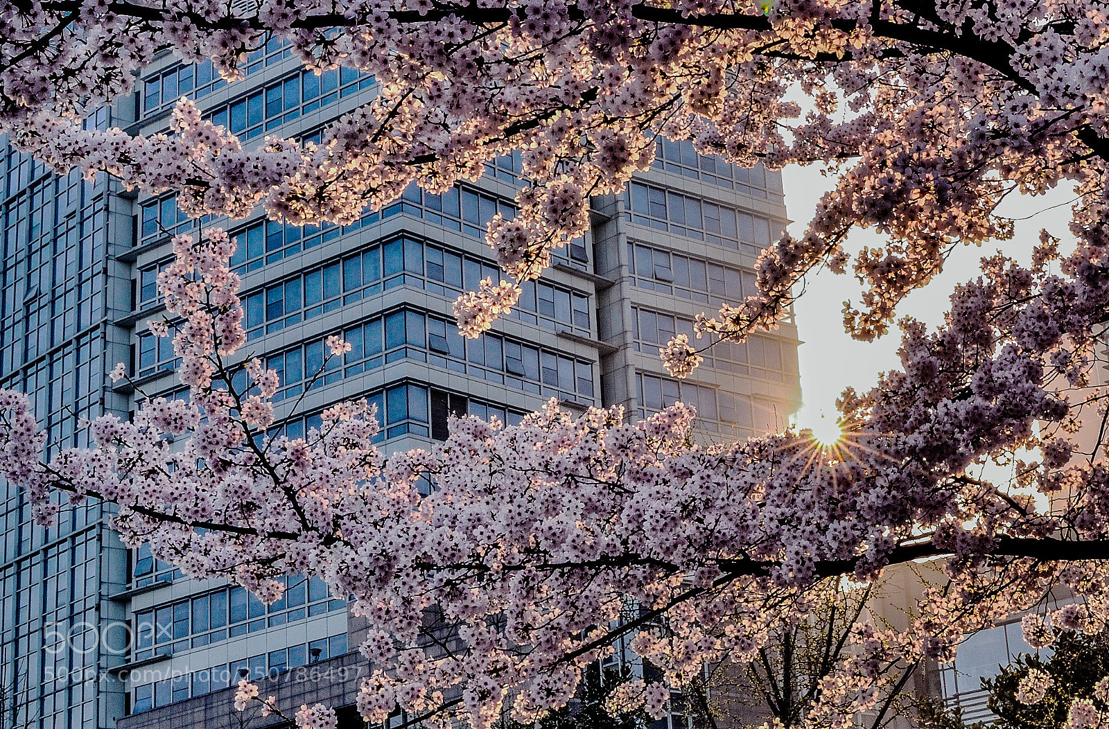 Nikon D90 sample photo. 樱花 photography