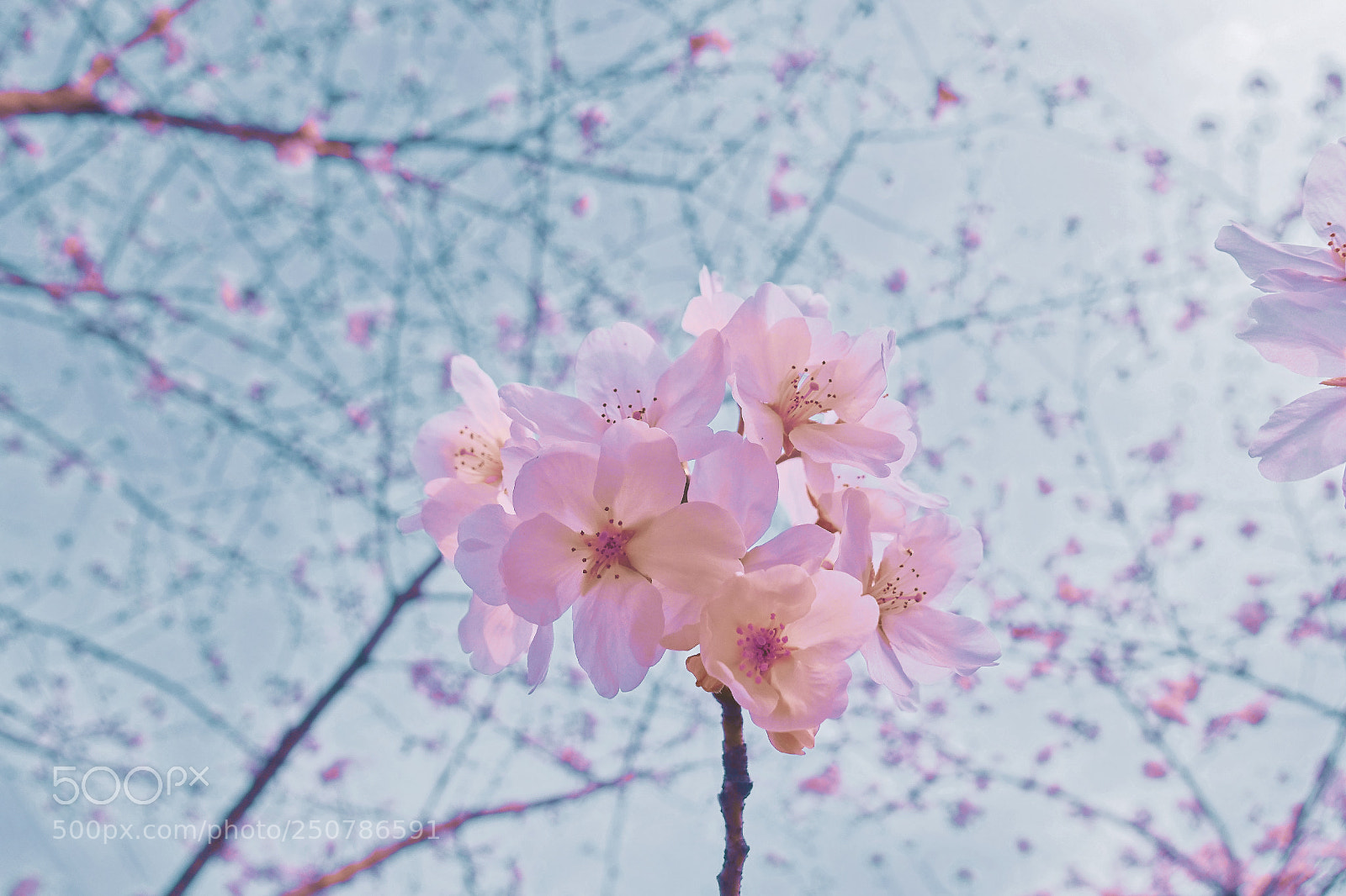 Sony Cyber-shot DSC-RX100 III sample photo. Sakura photography