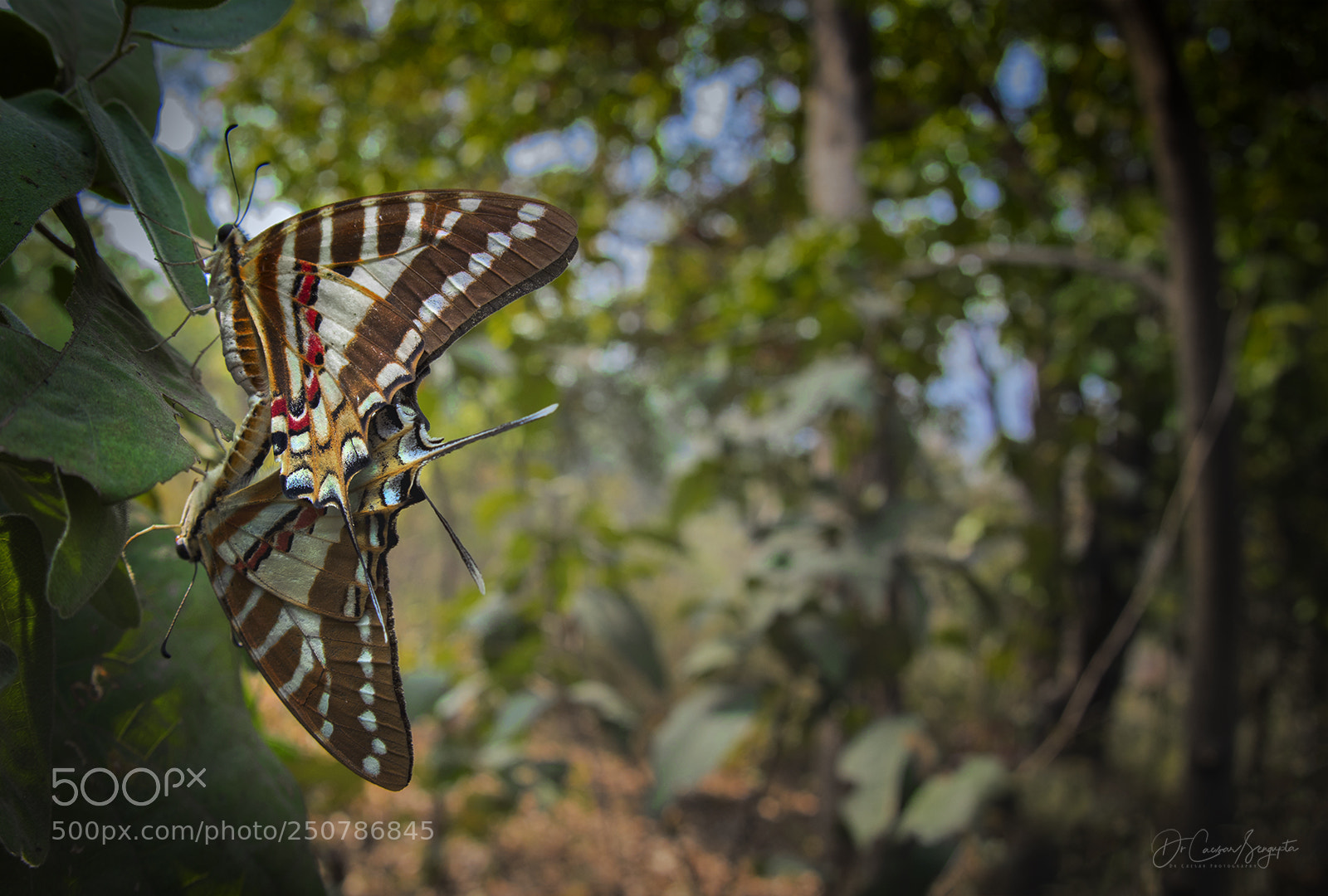 Canon EOS 5D Mark IV sample photo. Spot swordtails mating photography
