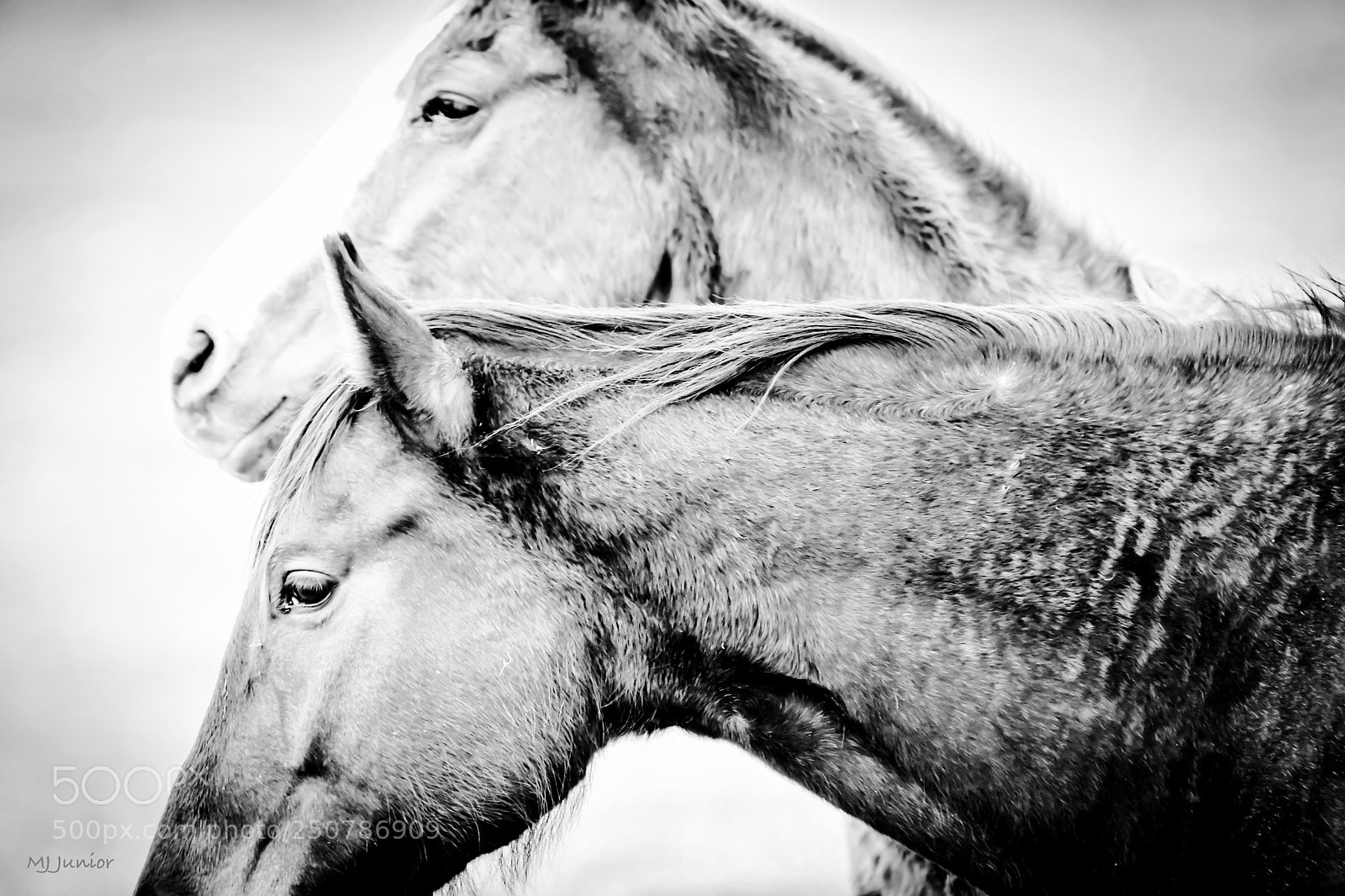 Nikon D7500 sample photo. Two horses.... photography