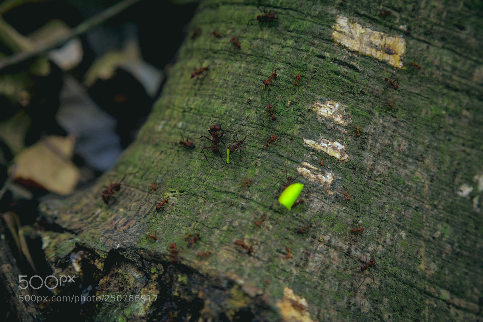 Canon EOS 5D Mark IV sample photo. Leafcutter photography