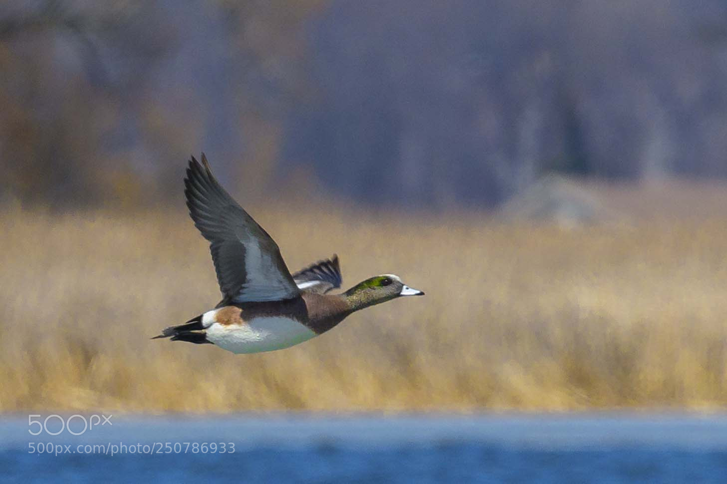 Nikon D850 sample photo. Widgeon photography