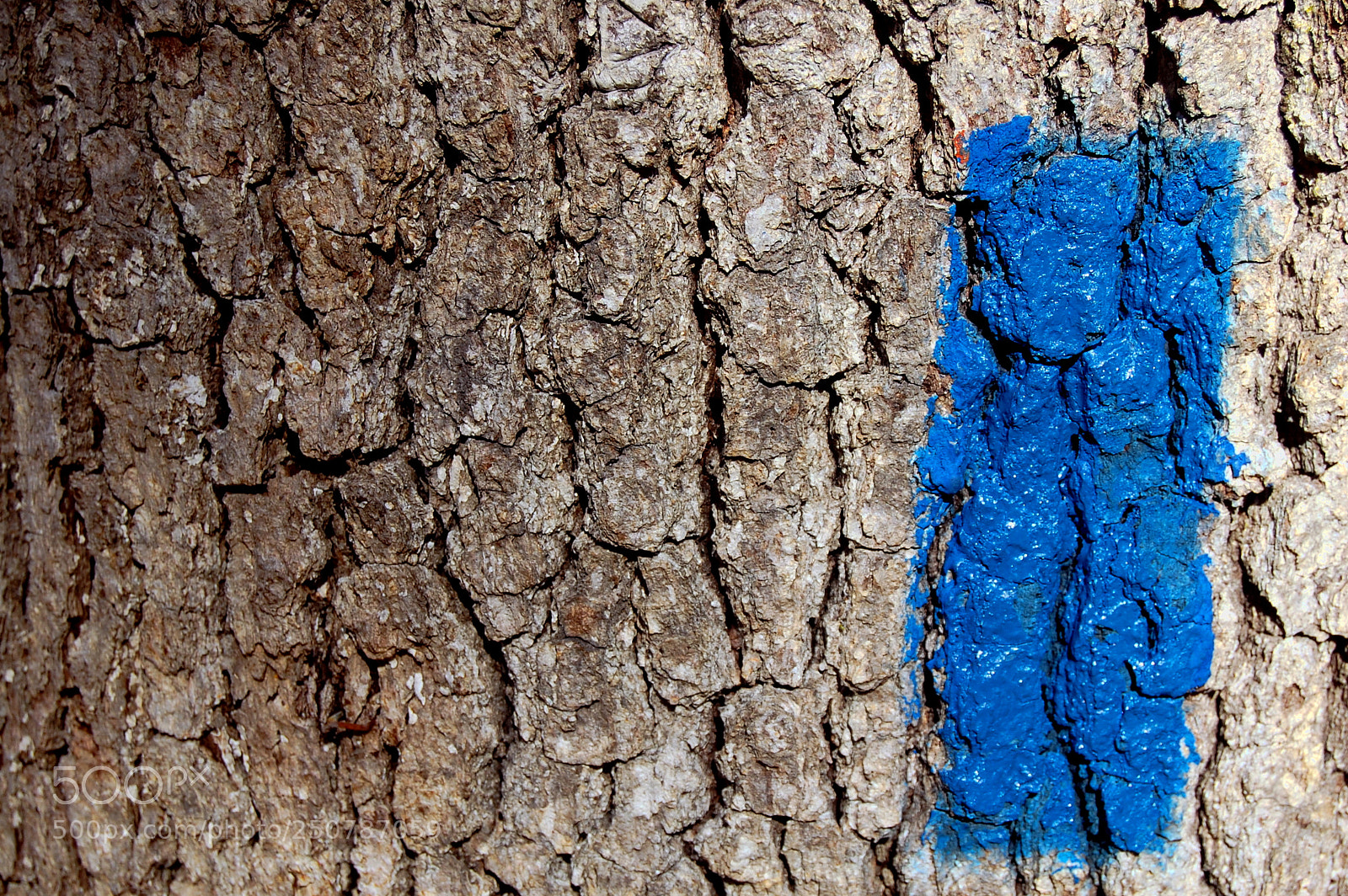 Nikon D40 sample photo. A mark to stay photography