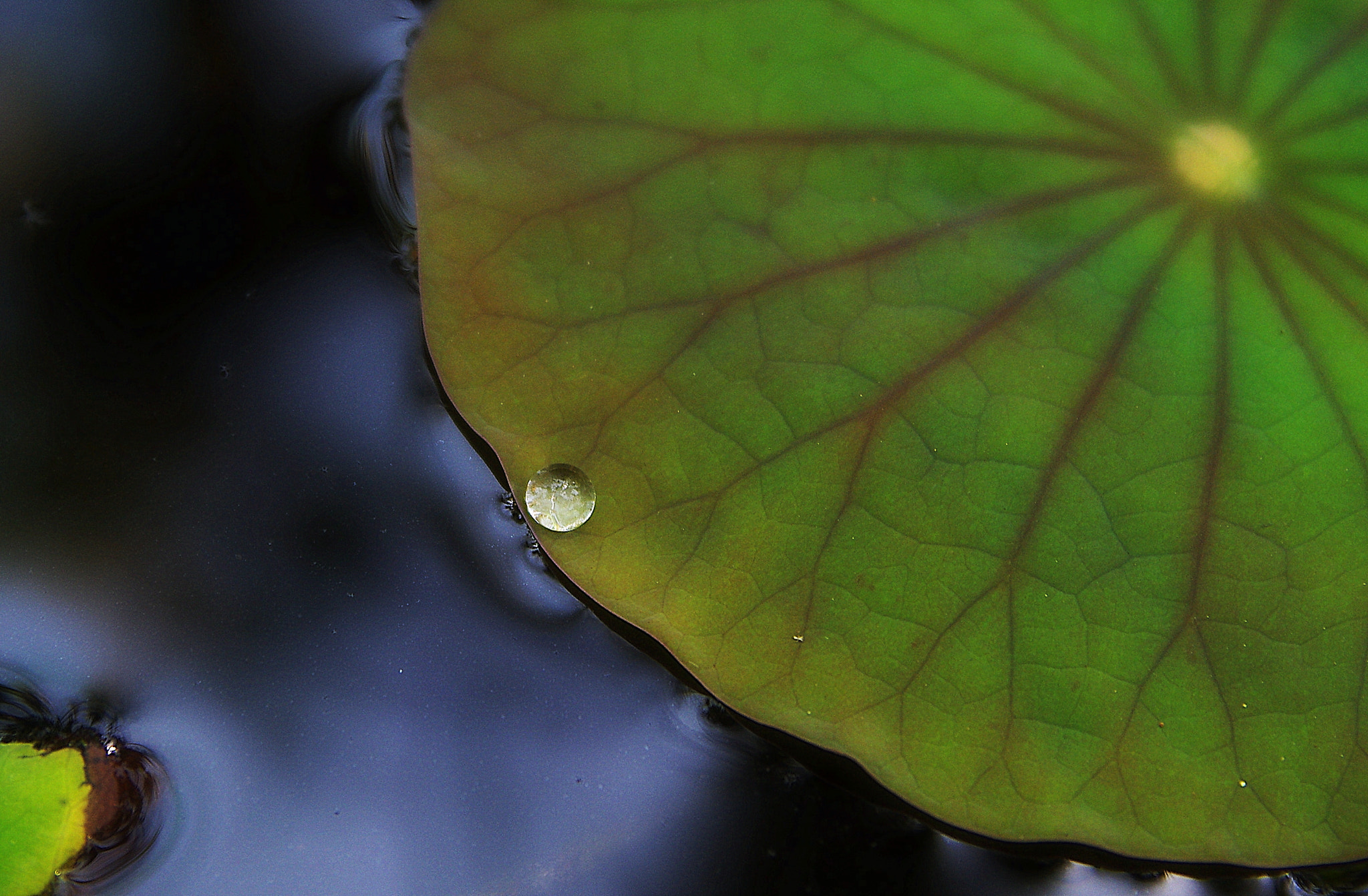 Pentax K-5 IIs sample photo. The pearl of nature photography