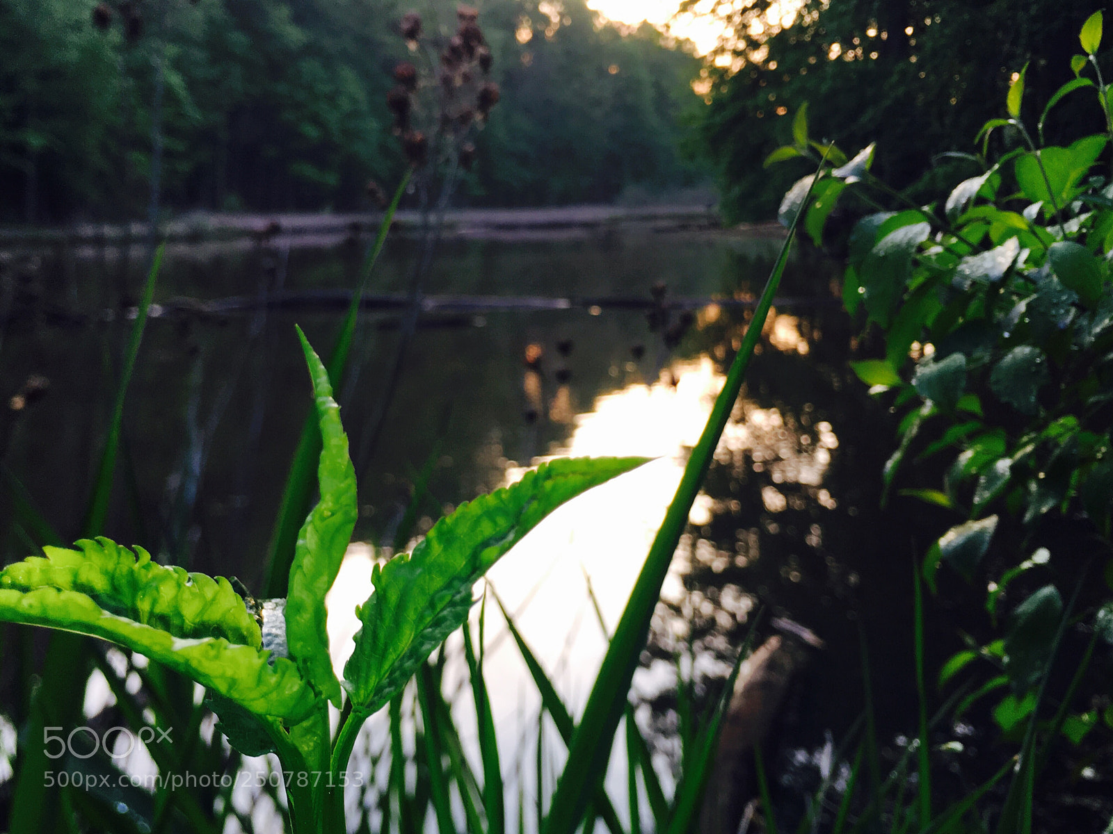 Apple iPhone 6s Plus sample photo. Nature photography