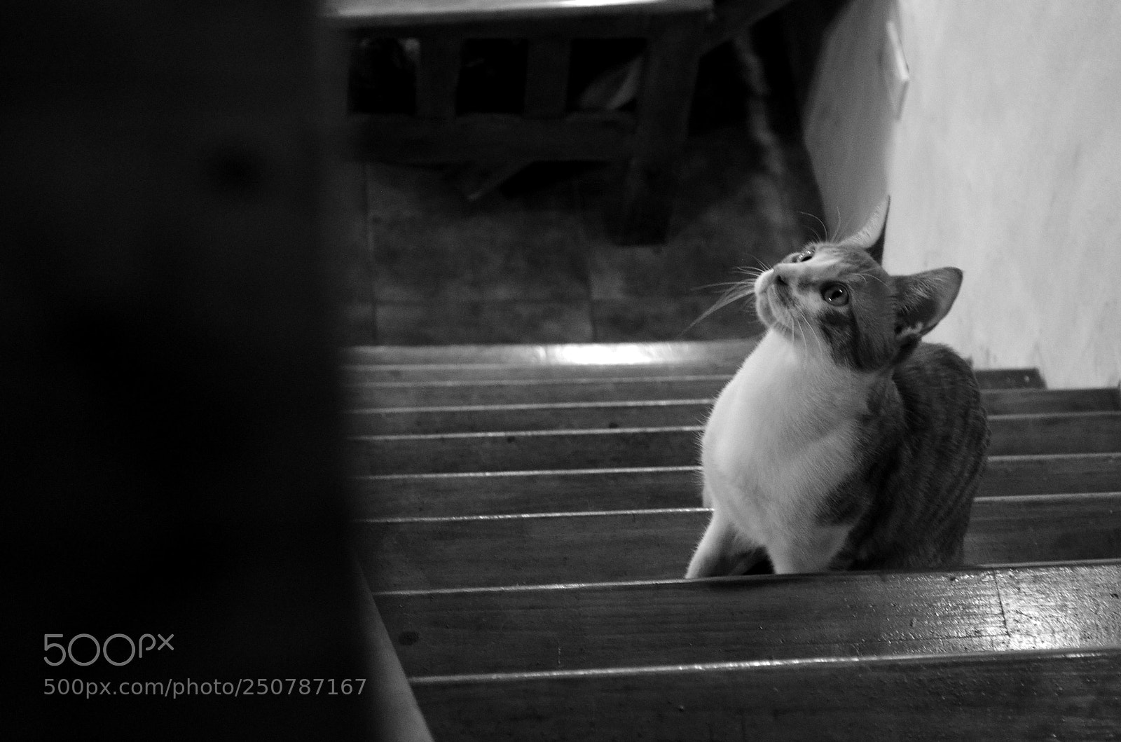 Nikon D5100 sample photo. Black and white photography