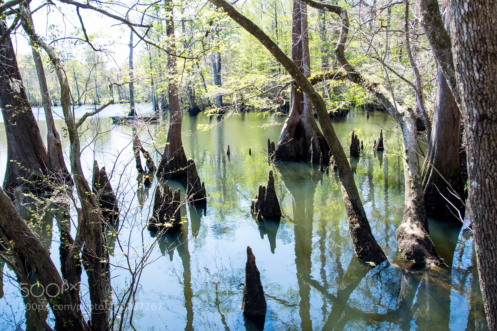 Nikon D7200 sample photo. Natural spring photography