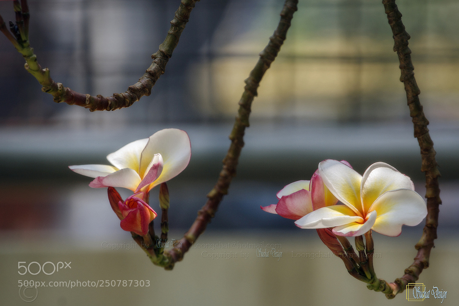 Canon EOS 60D sample photo. Plumeria photography