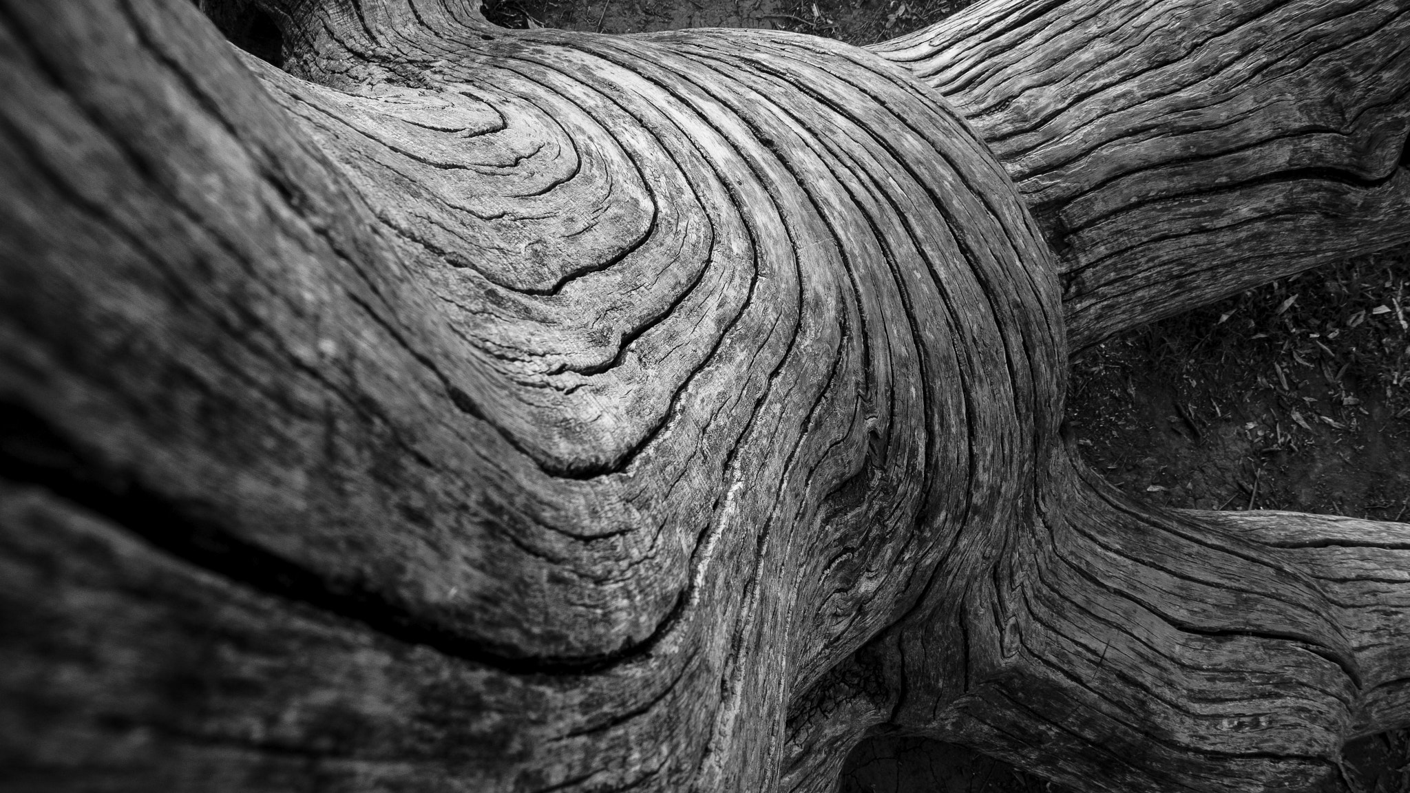 Panasonic Lumix DMC-LX5 sample photo. Viejo tronco hdr bw photography
