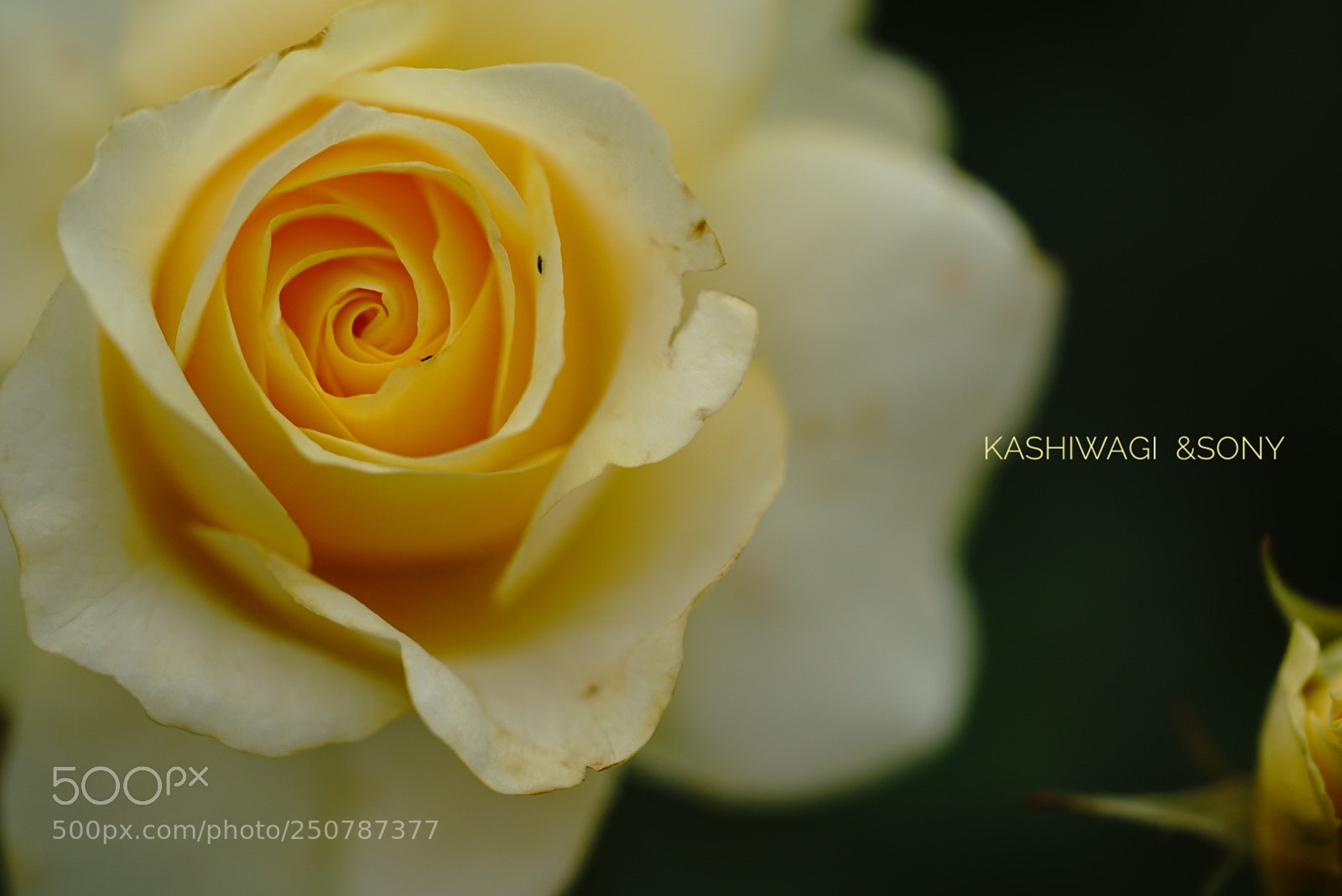 Sony a7 II sample photo. Waon/ japan 2004 photography