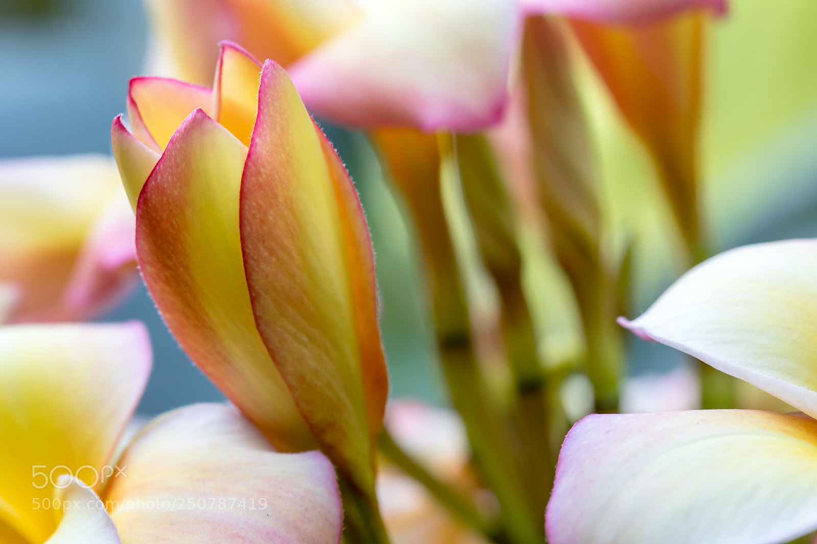 Canon EOS 5D Mark IV sample photo. Bloom up close photography
