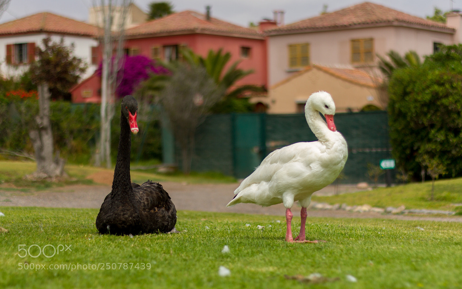 Canon EOS 7D sample photo. Swans in the park photography