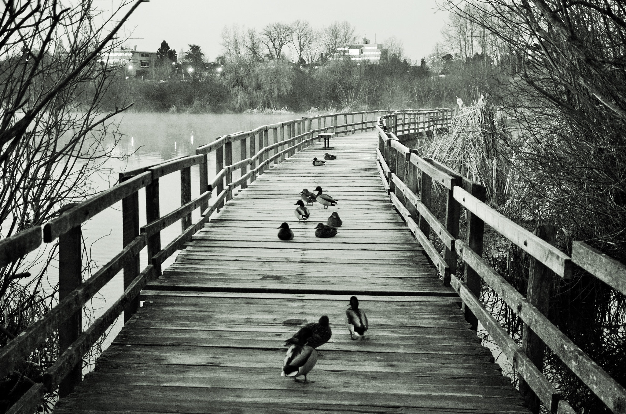 Nikon D7000 sample photo. Morning boardwalk gathering photography