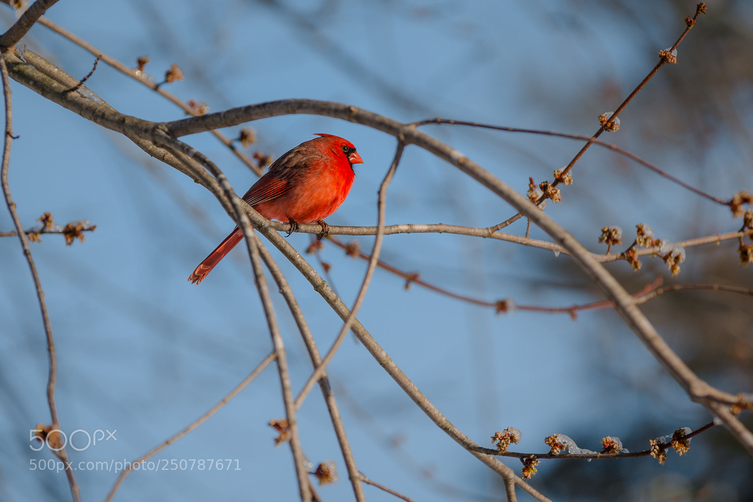 Nikon D800 sample photo. Spring cardinal photography