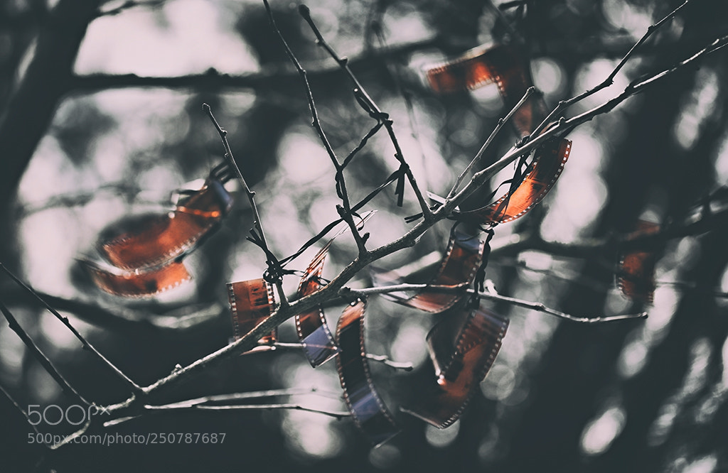 Canon EOS 5D Mark IV sample photo. Neuklein photography