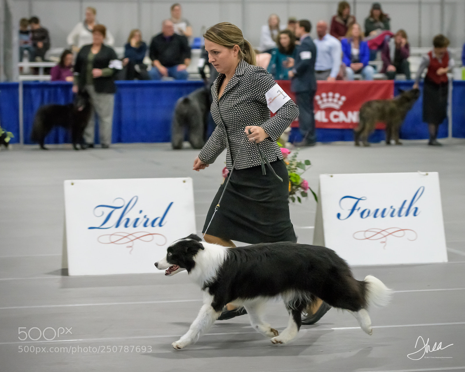 Nikon D850 sample photo. Border collie in the photography
