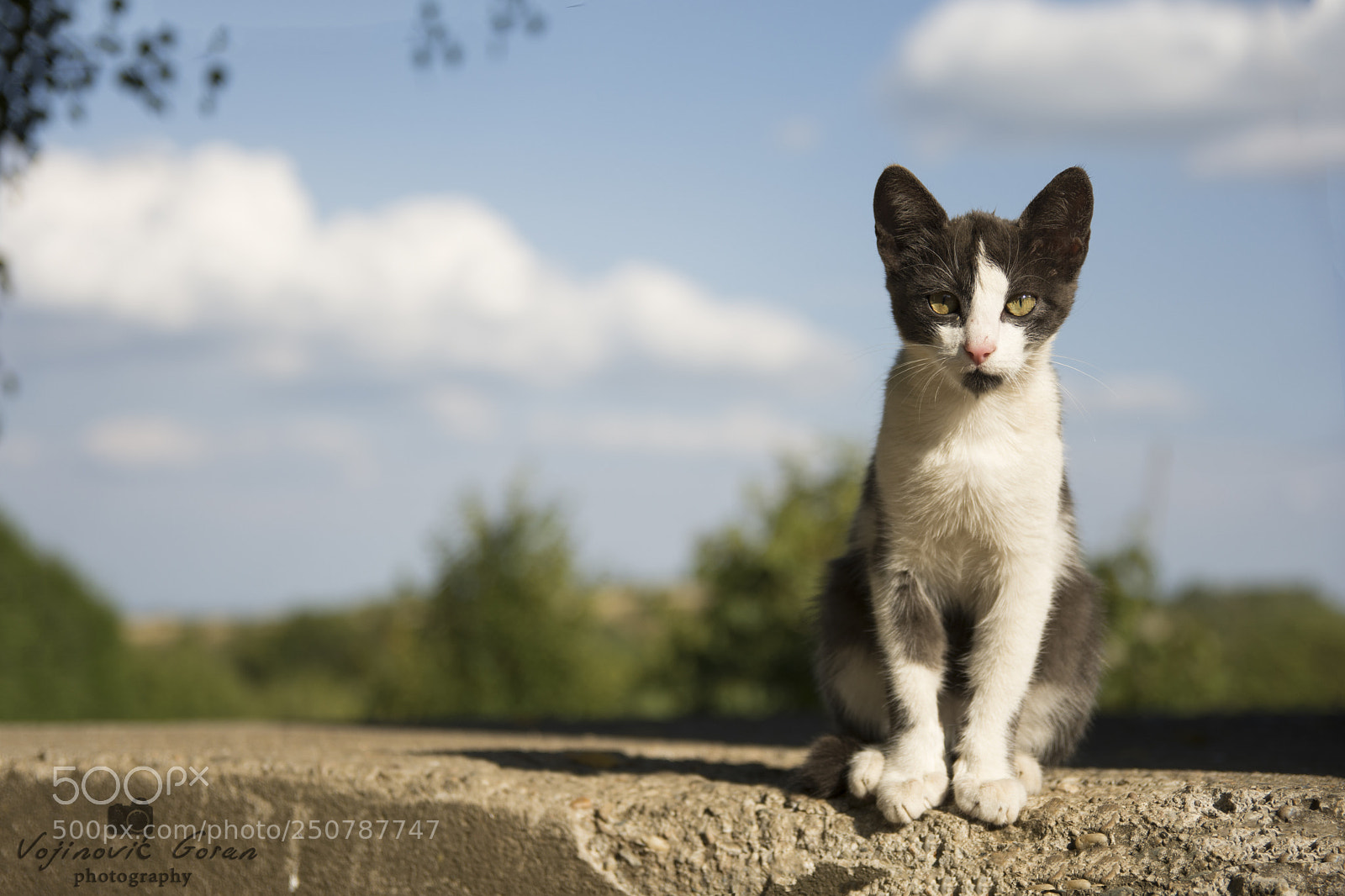 Nikon D7100 sample photo. A little cat photography