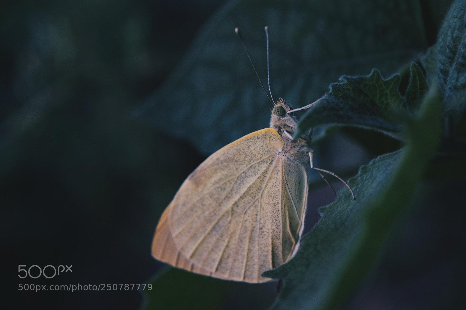Nikon D5300 sample photo. Butterfly. photography