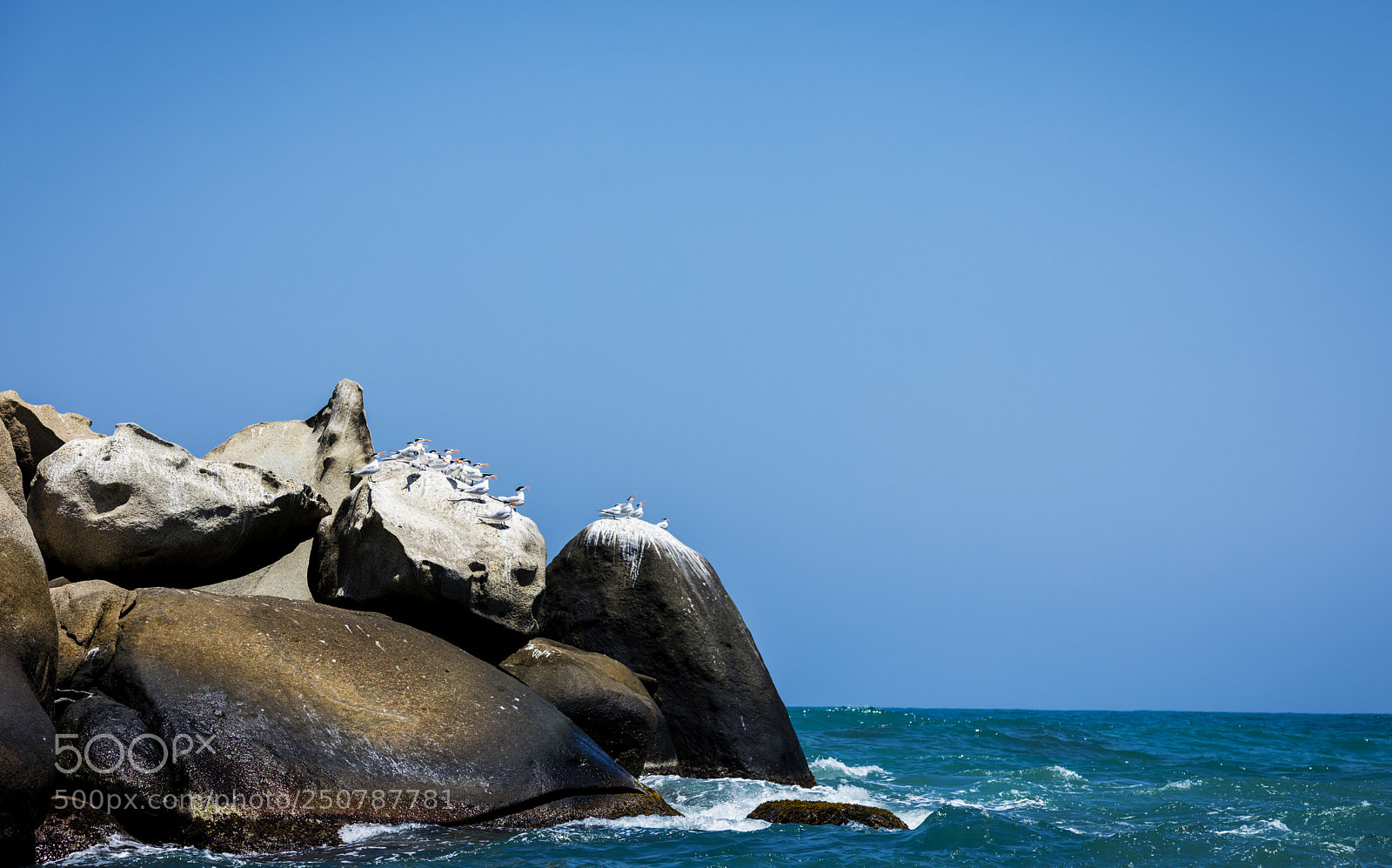 Canon EOS 5D Mark IV sample photo. Birds-cliff photography
