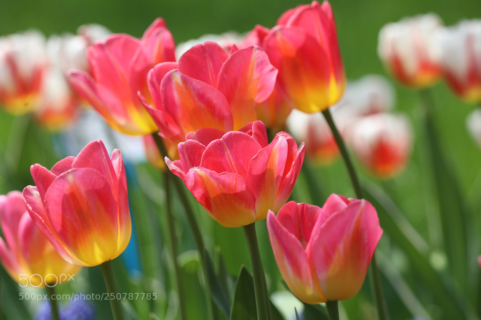 Canon EF 70-200mm F2.8L IS II USM sample photo. 郁金香 photography