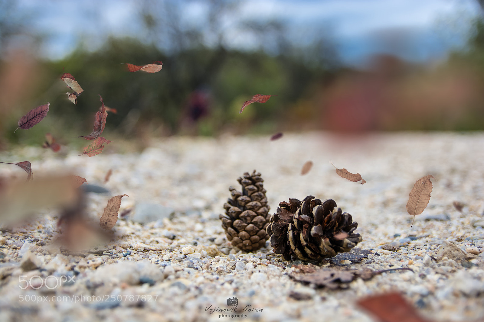 Nikon D7100 sample photo. Autumn photography