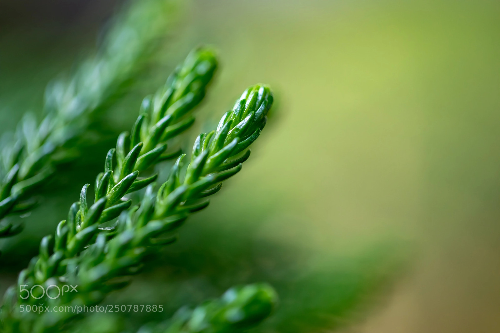 Canon EOS 5D Mark IV sample photo. Tip of the greenery photography
